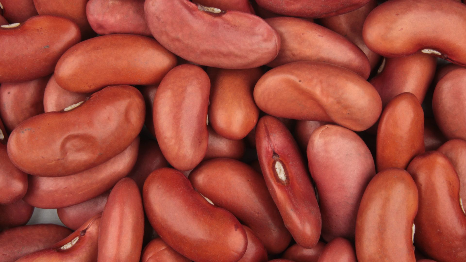 File:Red kidney beans 2024-11-27.jpg