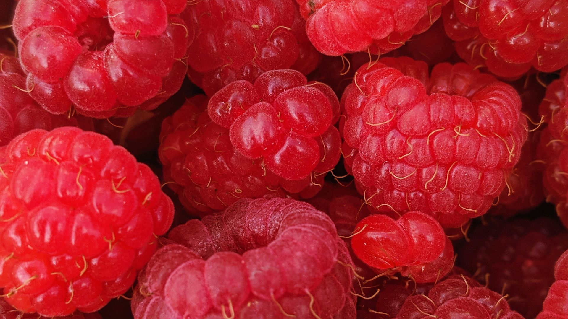 macro photography of raspberry fruits
