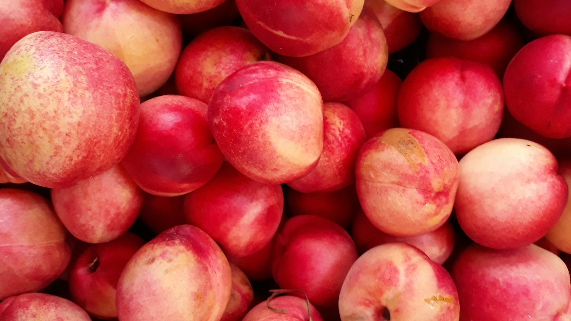 shallow focus photo of red apple fruits