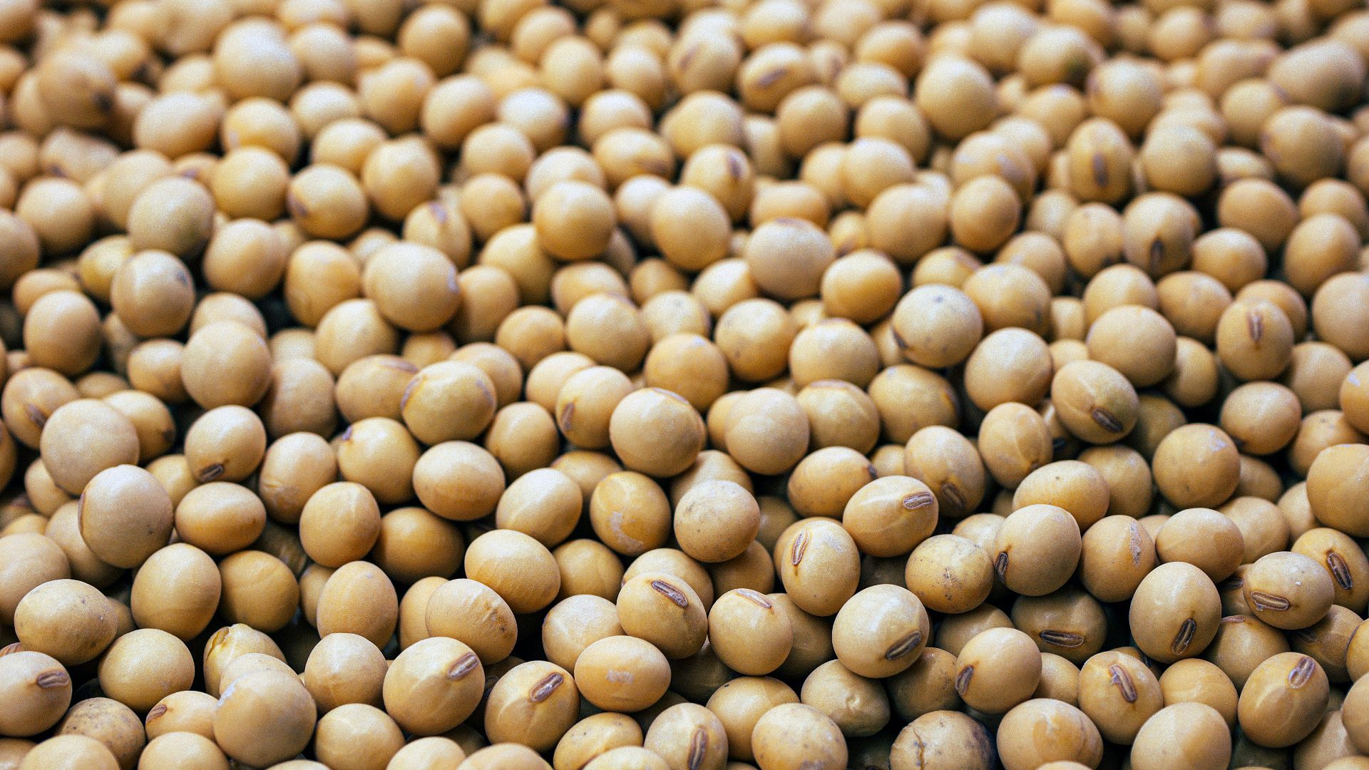 a bunch of small white balls of food