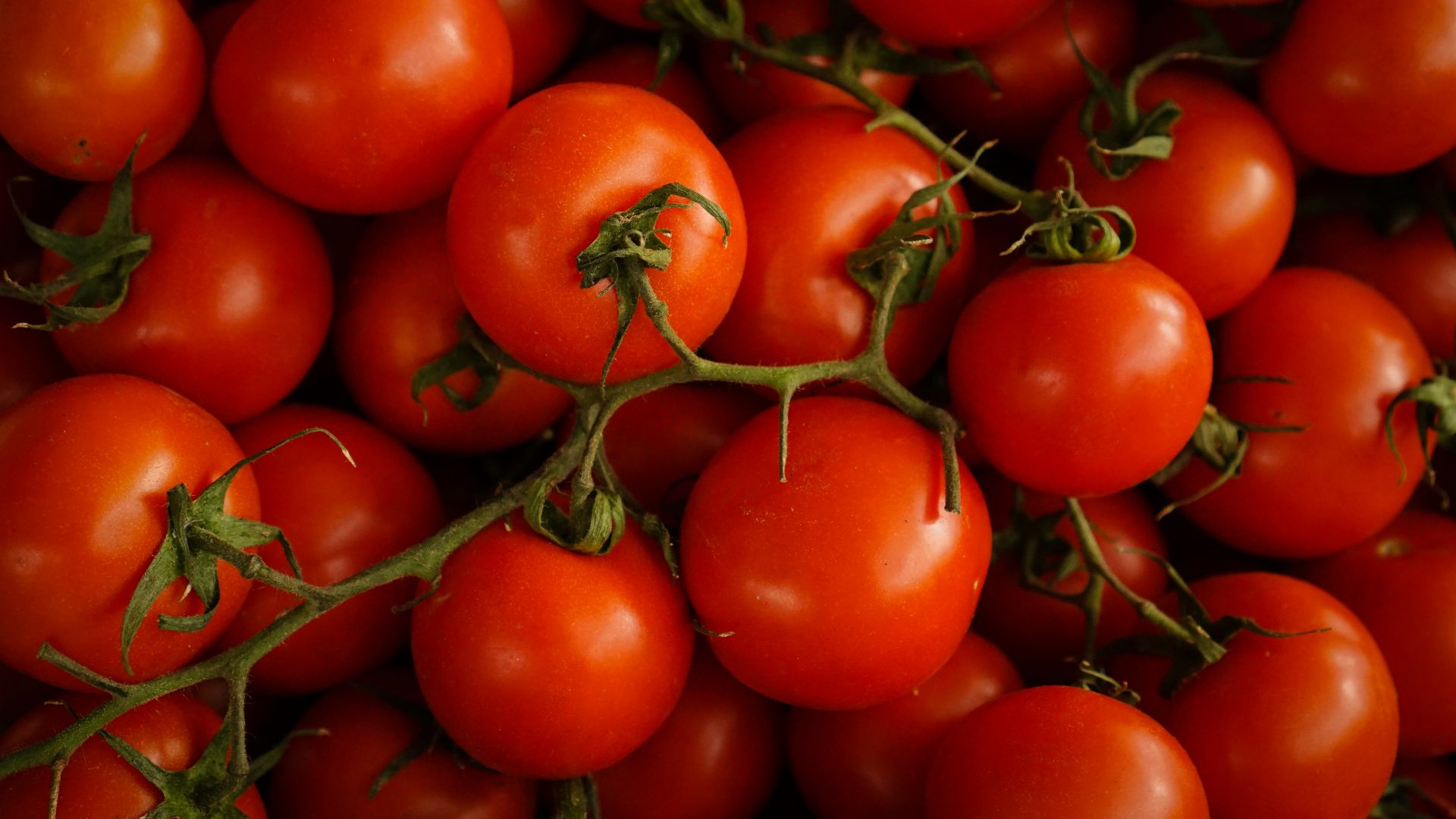 red cherry tomatoes