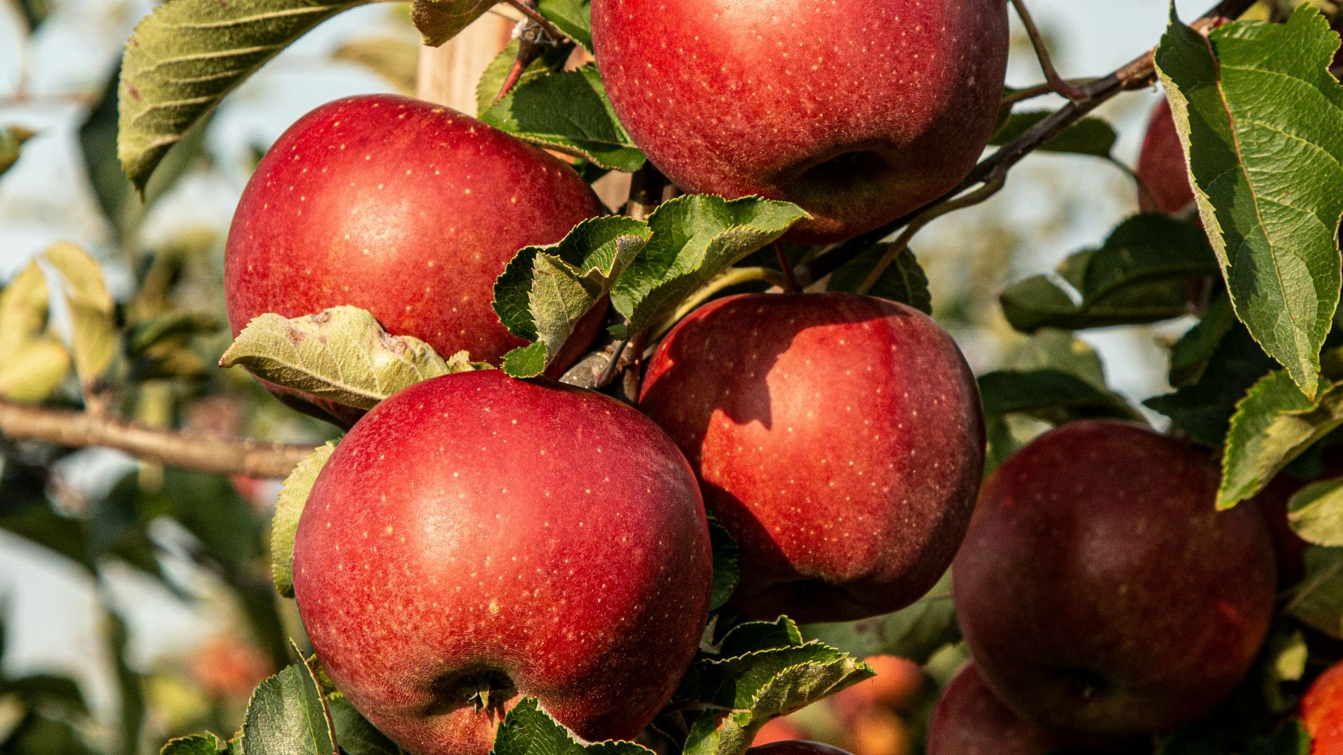 red apple fruit photograph