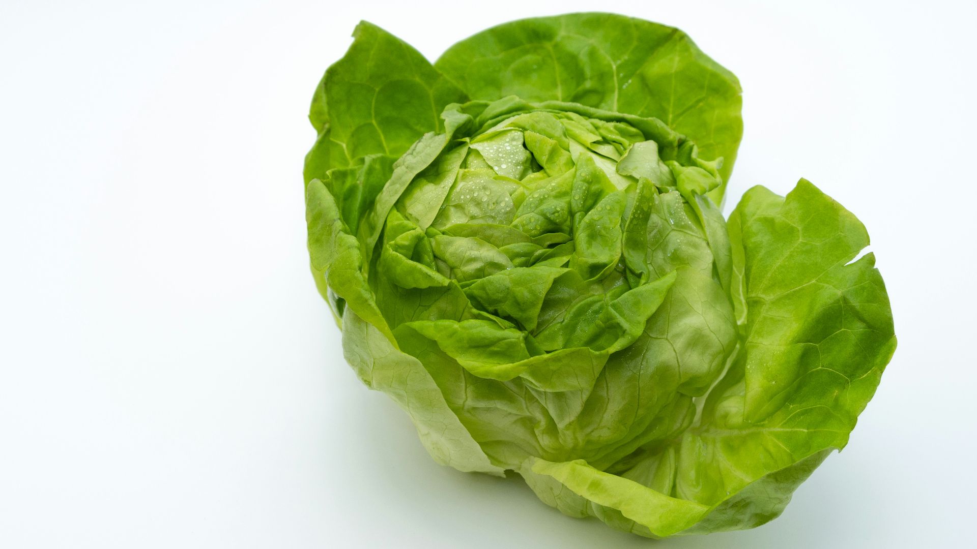 a head of lettuce on a white background