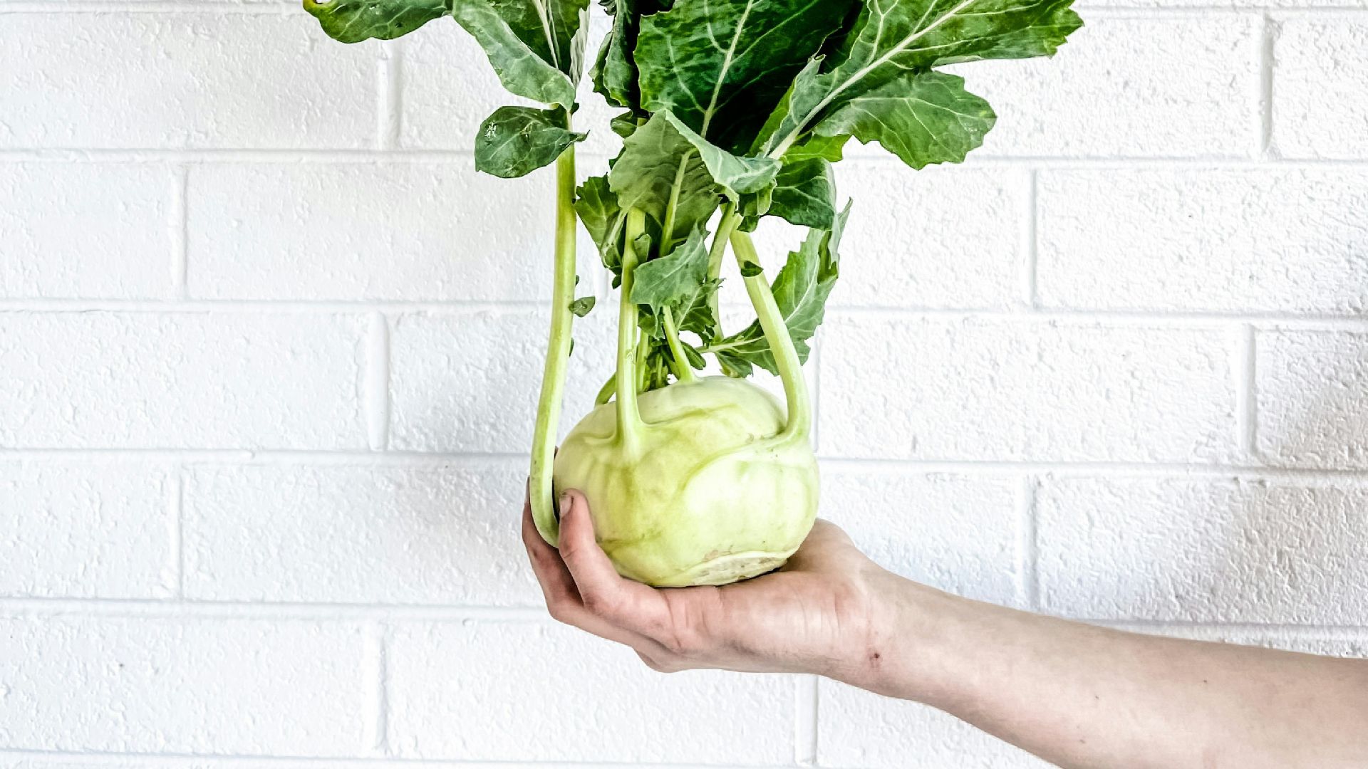 person holding green leaf vegetable