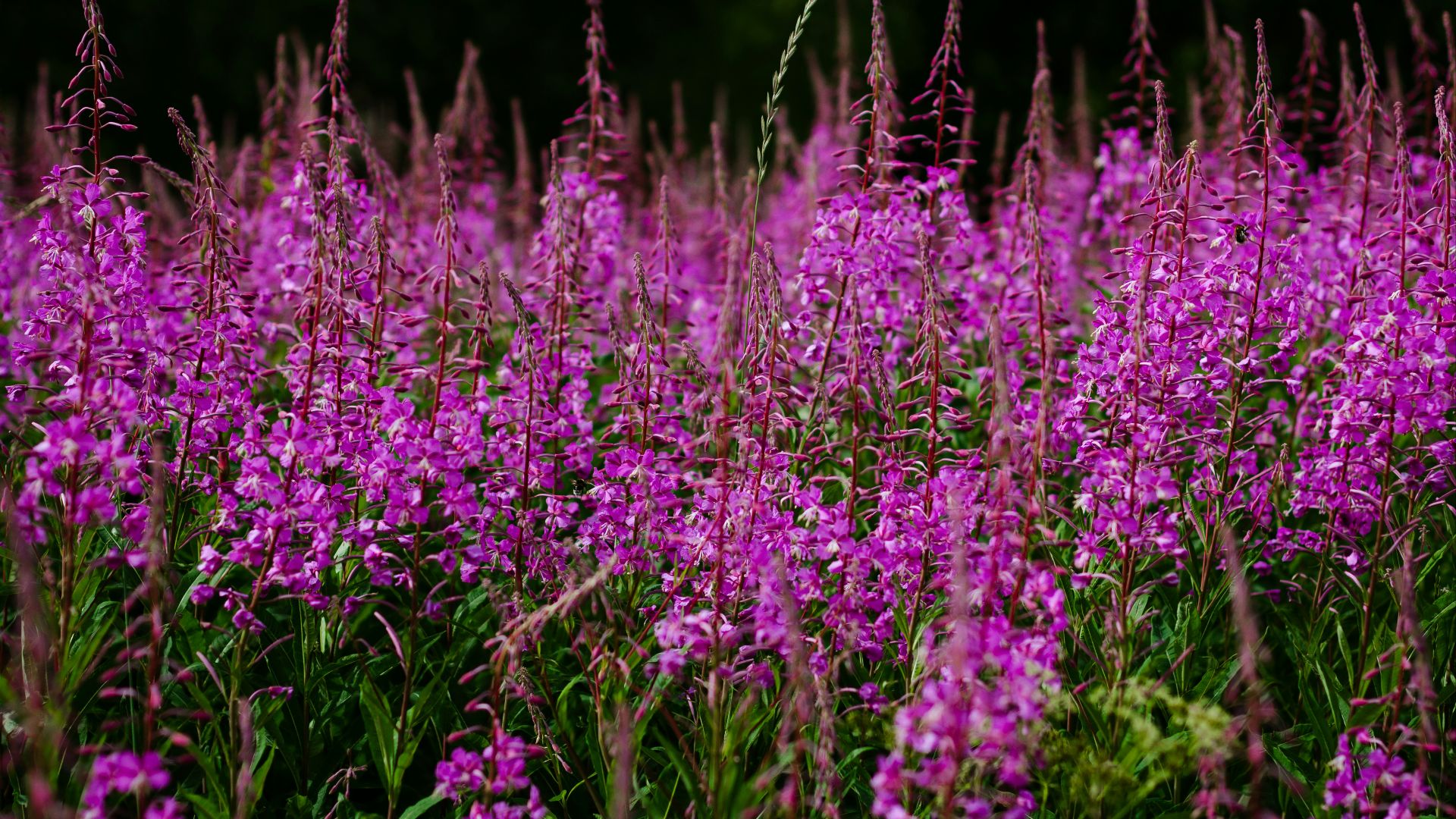 purple flowers in the forest during daytime