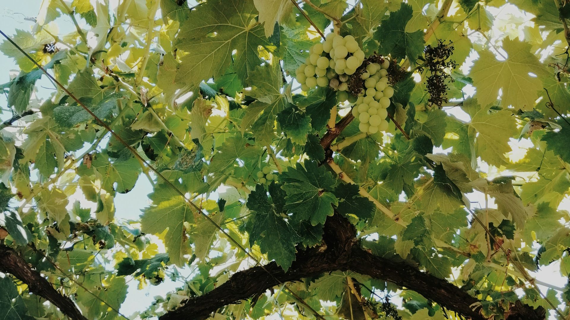 green and brown maple tree