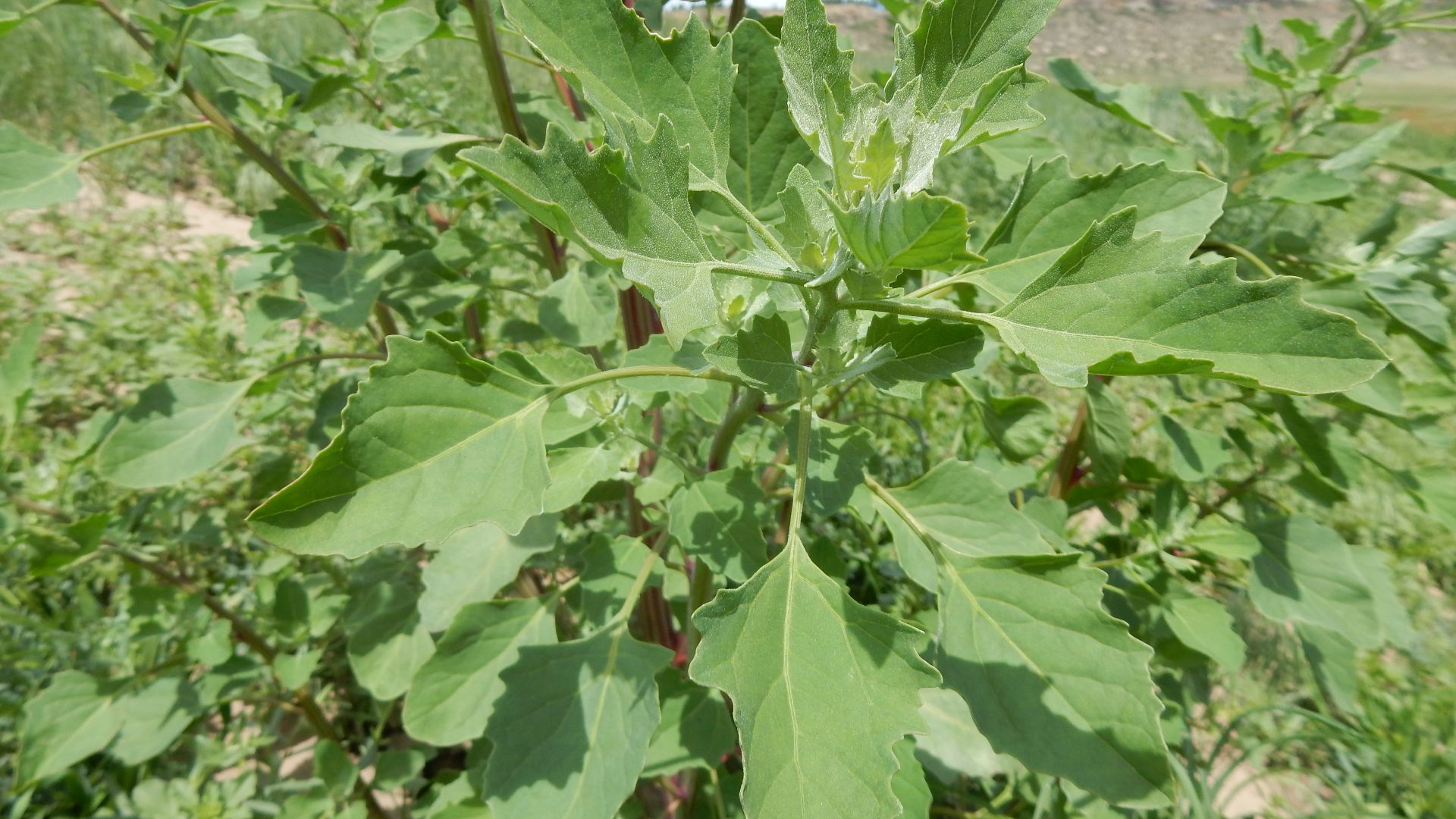 File:Chenopodium album - lambsquarters - Flickr - Matt Lavin.jpg