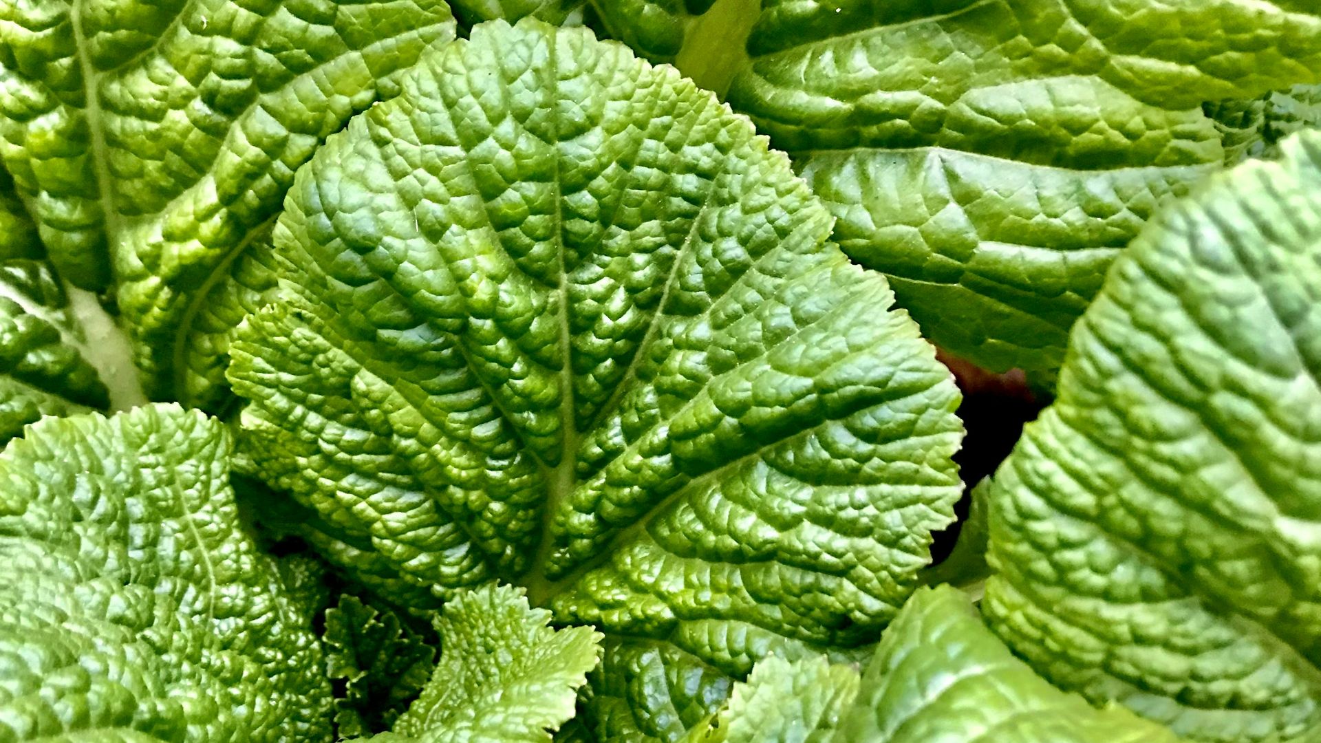 a close up of a green leafy plant