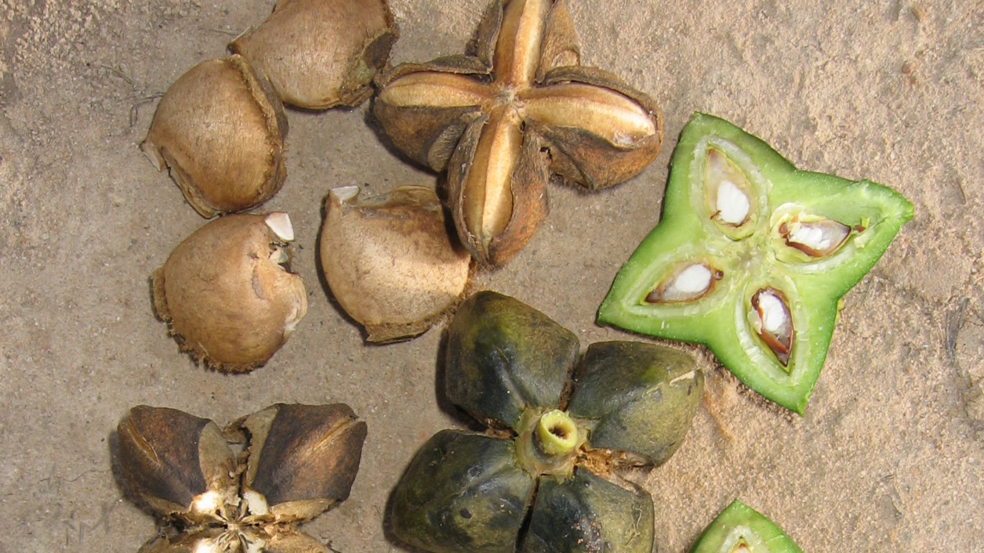 File:Plukenetia volubilis (Sacha Inchi) Euphorbiaceae Peru.png