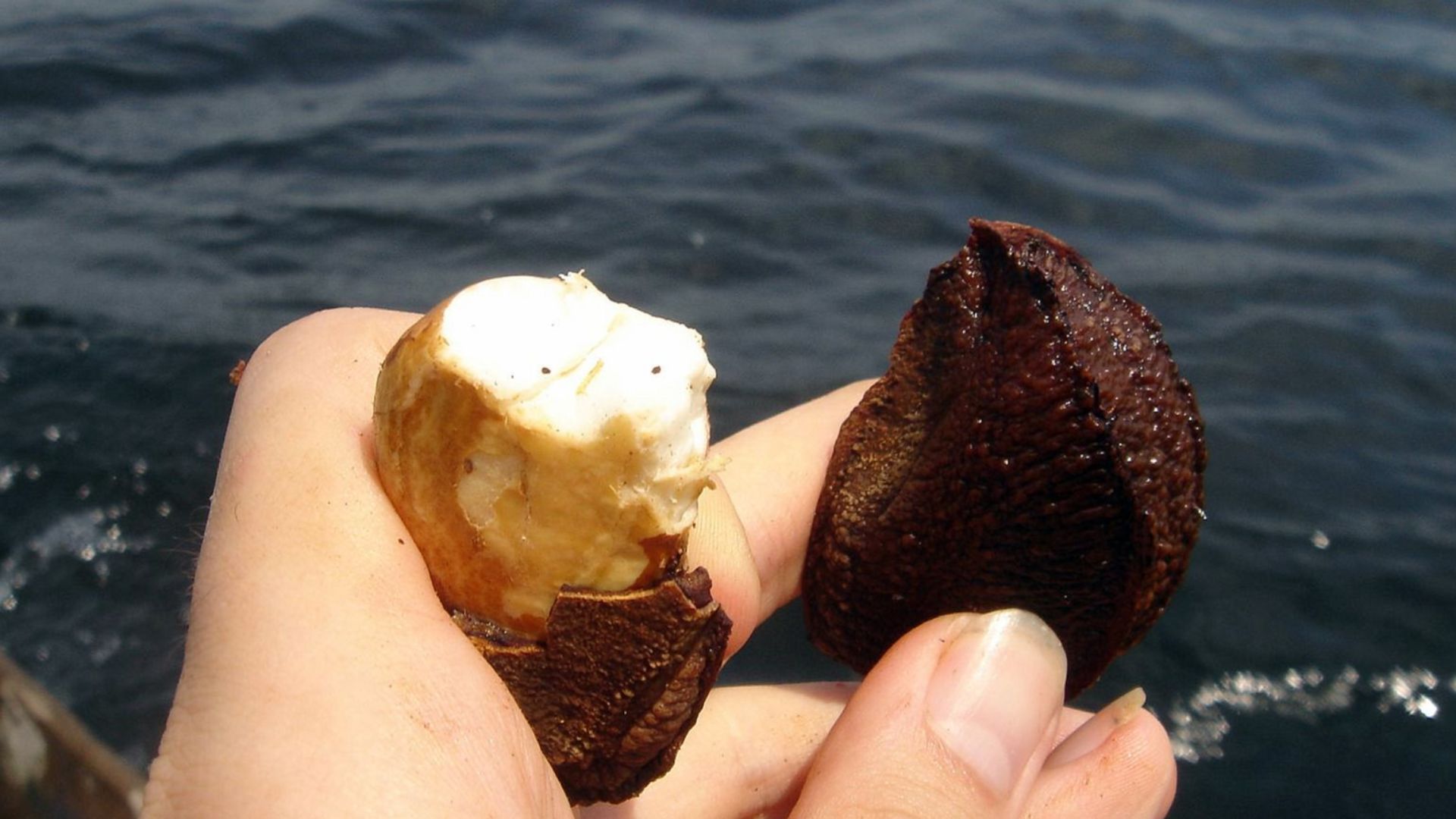 File:Brazil nut DSC05515.JPG