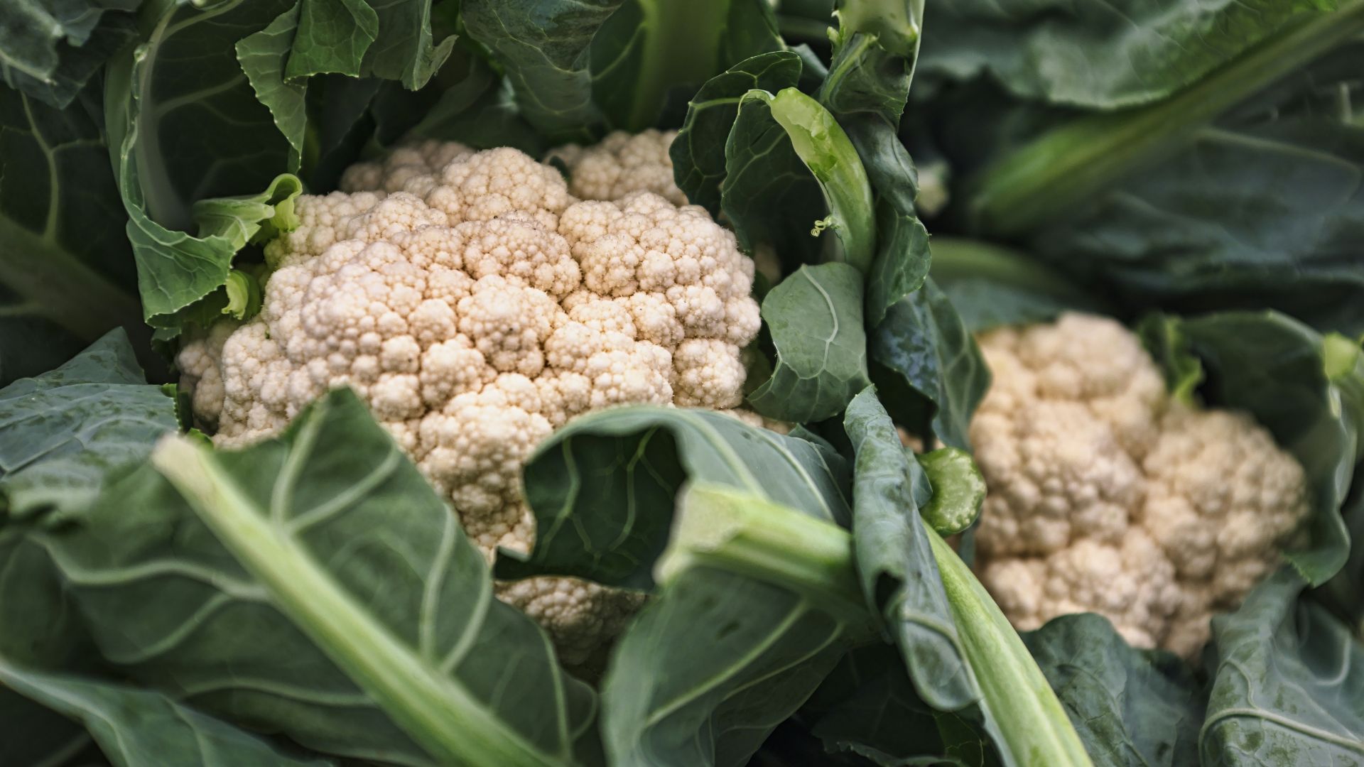 Cauliflower vegetable macro photography