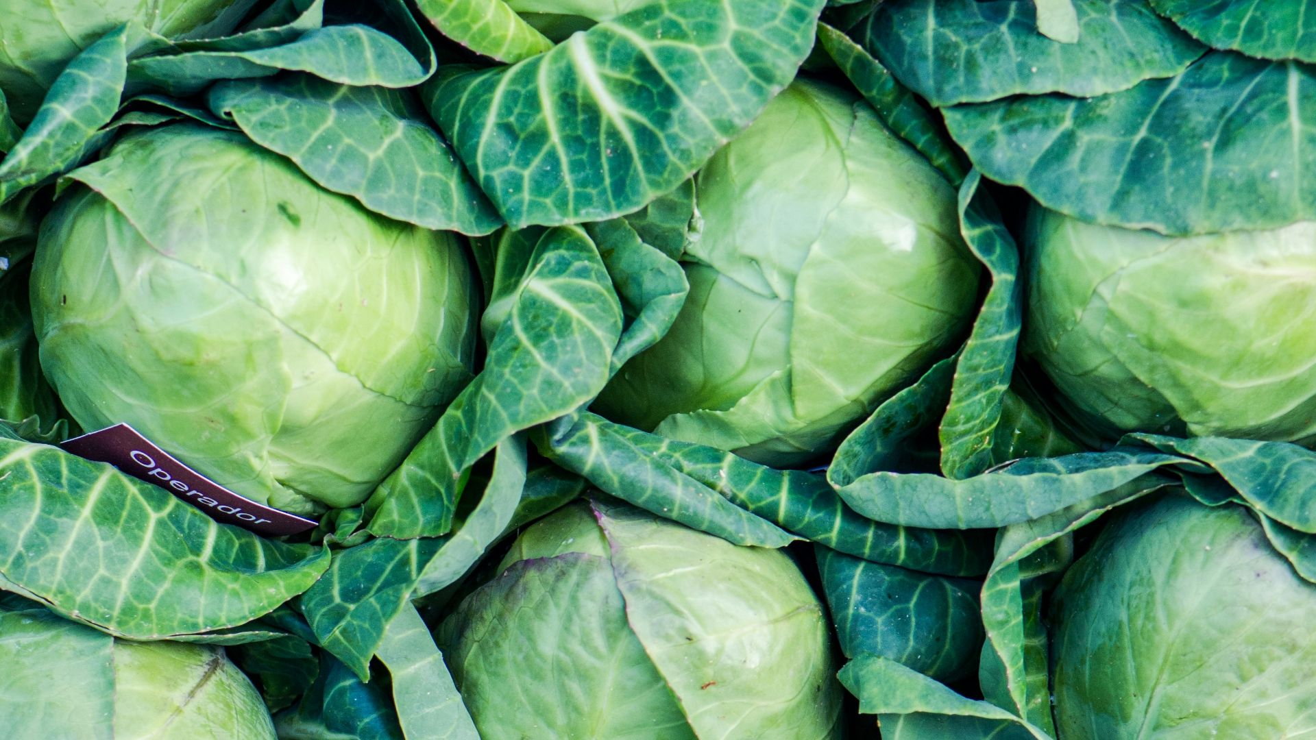 green leaves on brown soil
