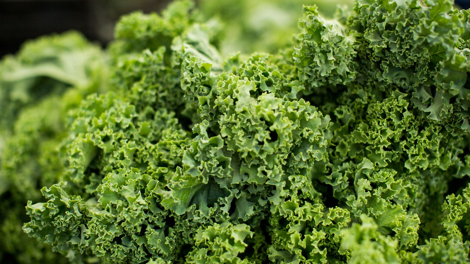 macro shot photography of lettuce