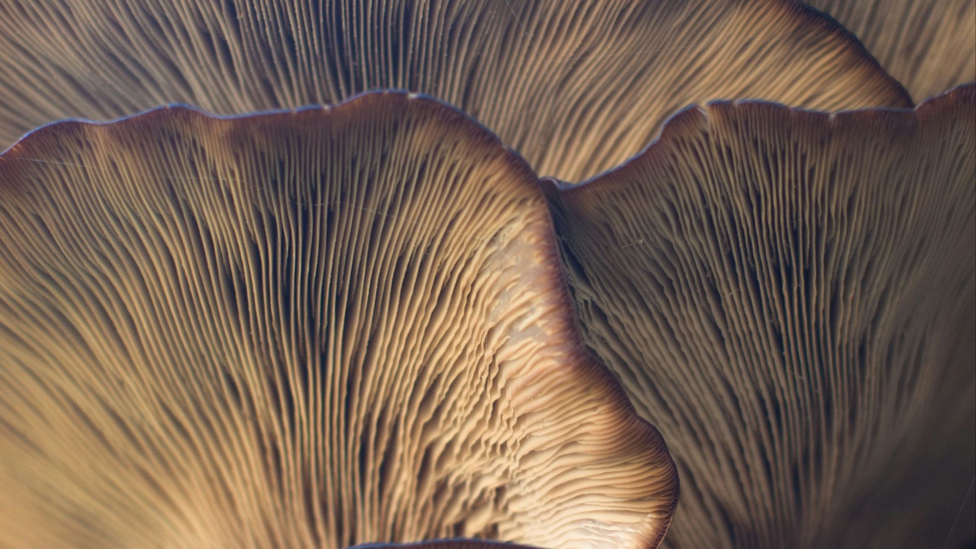 selective focus photo of mushroom