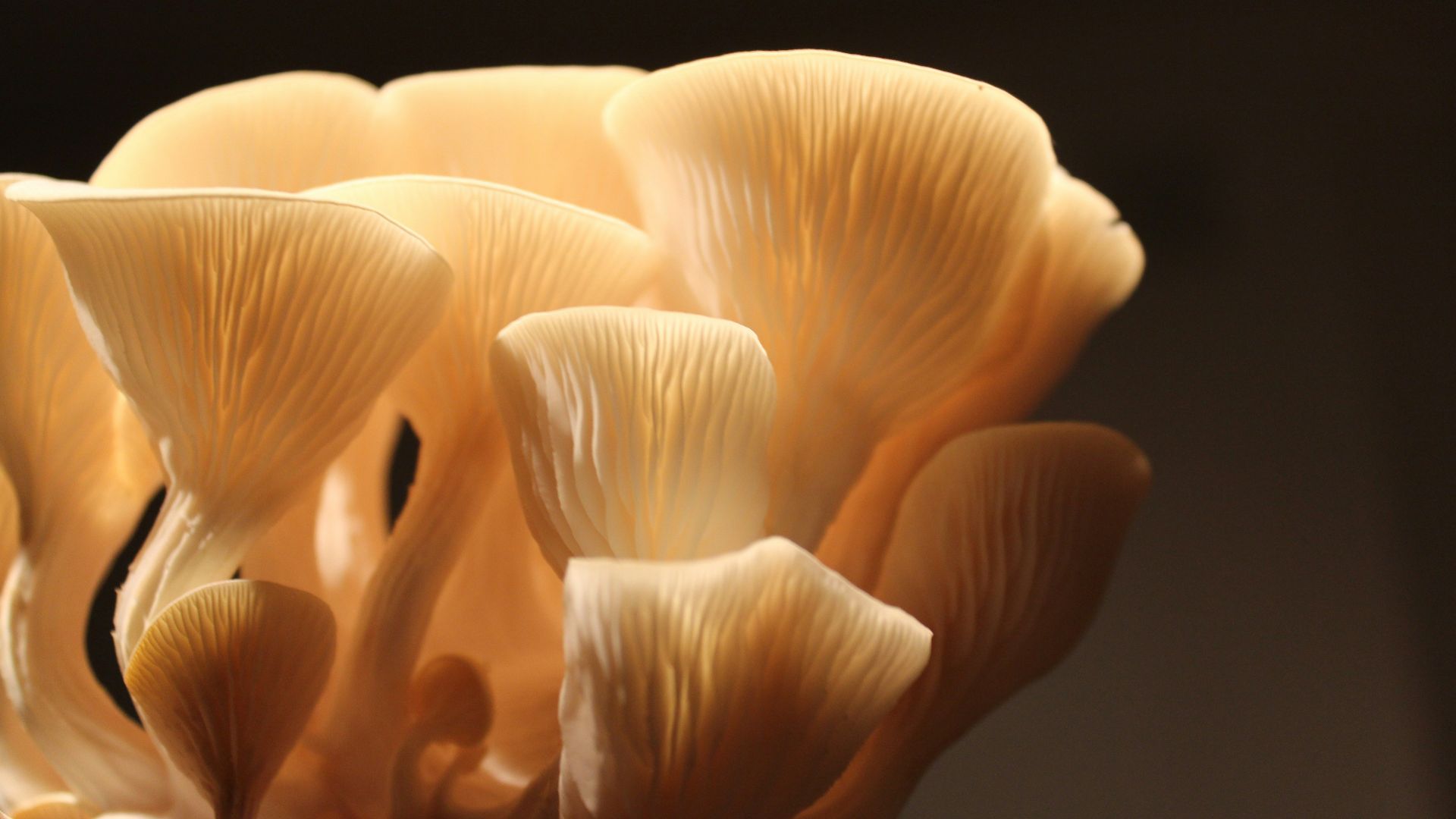white flower in black background