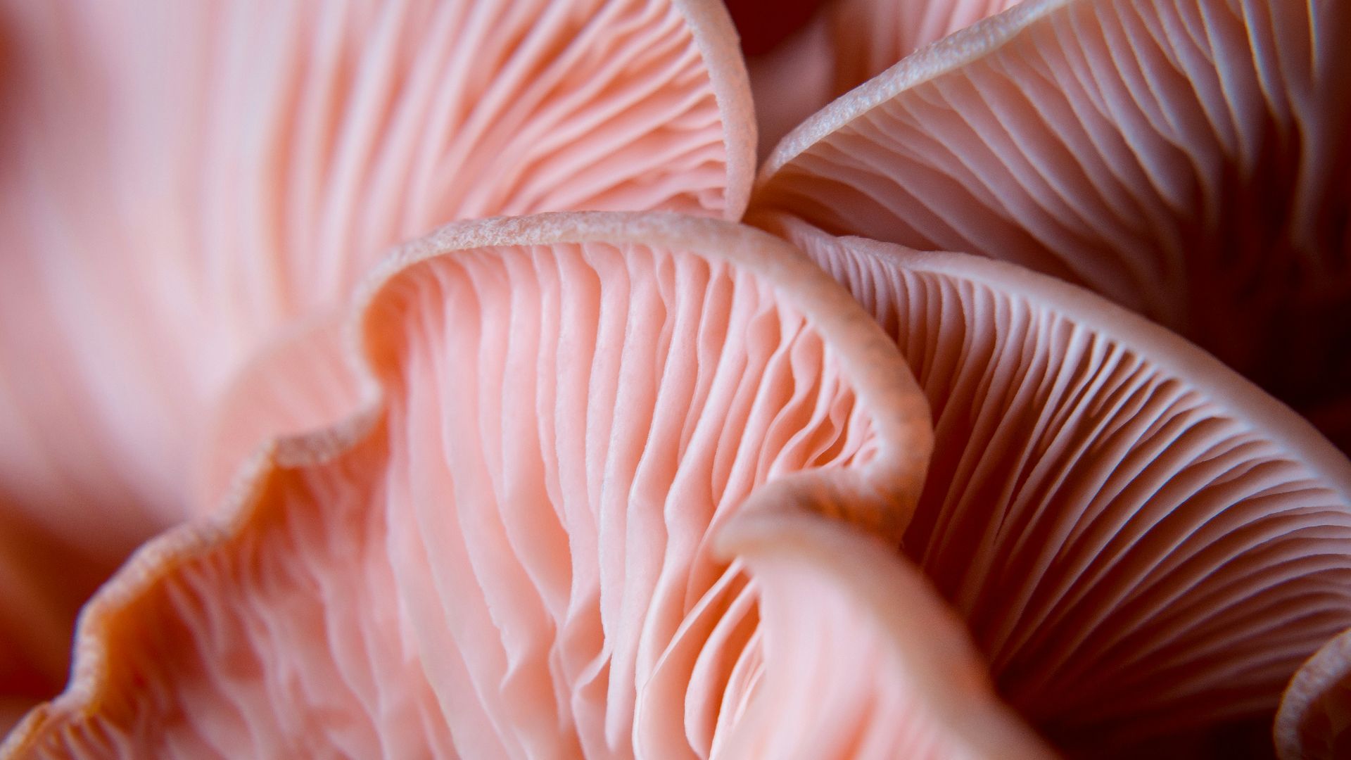 white and brown flower in macro lens