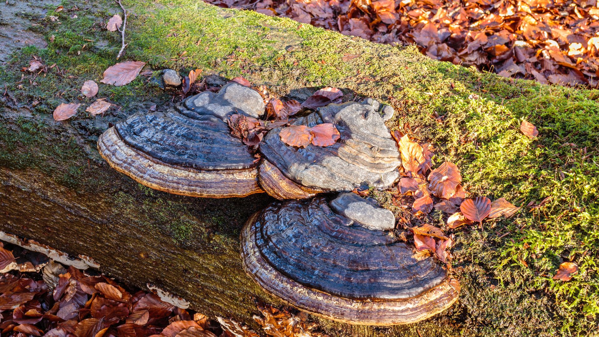 File:Echte tonderzwam (Fomes fomentarius) 25-12-2020 (actm.) 05.jpg