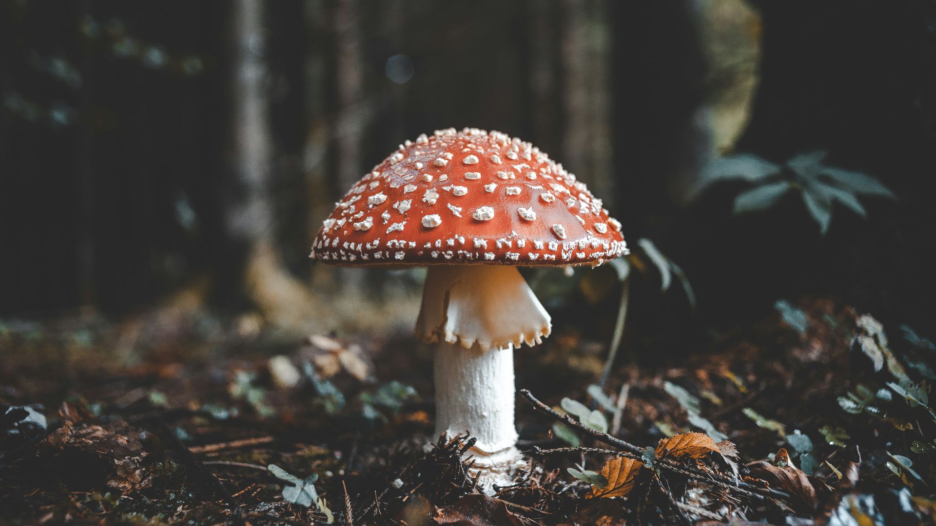 red and white mushroom