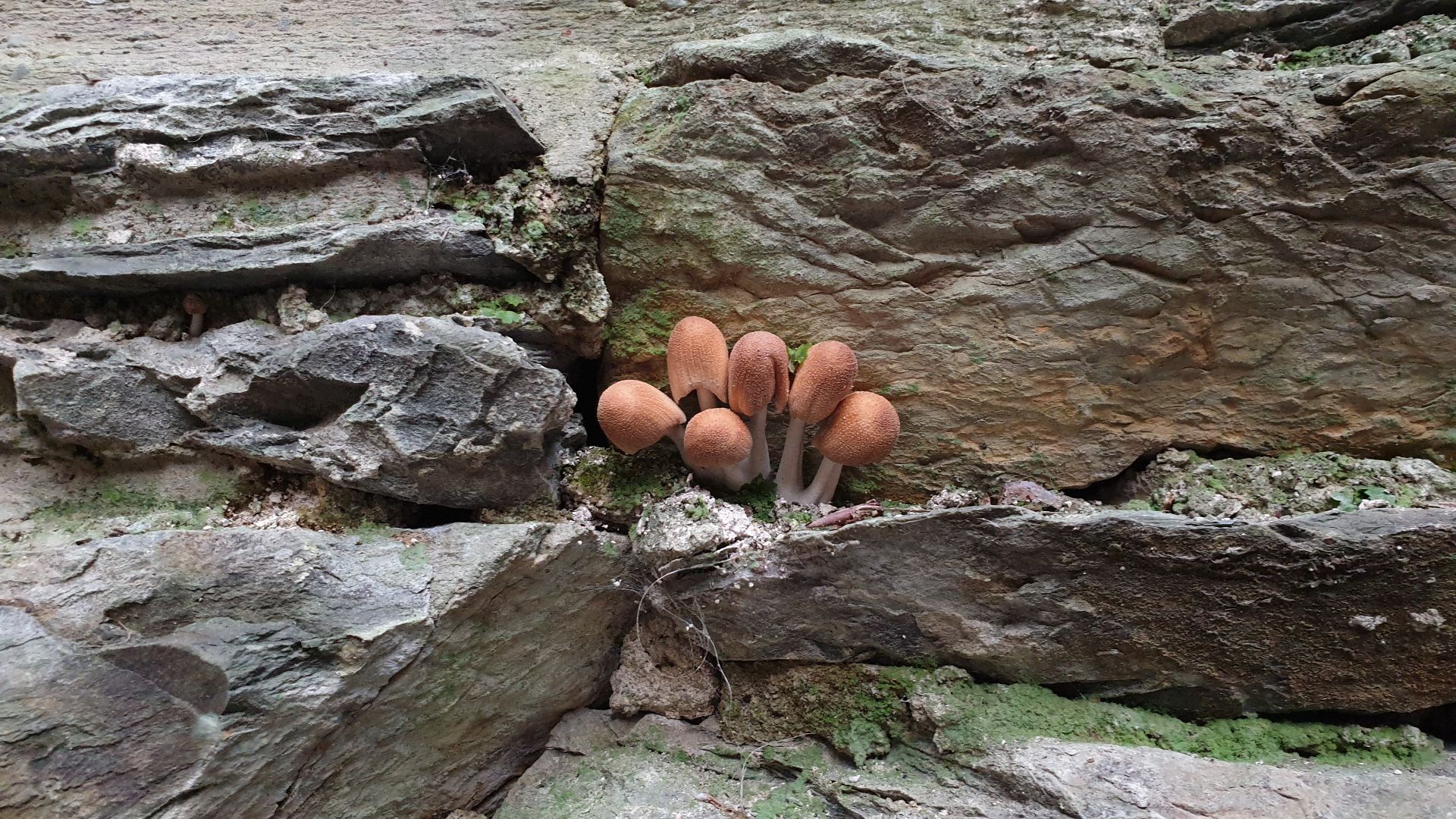 File:Mushroom detail - geograph.org.uk - 7432023.jpg