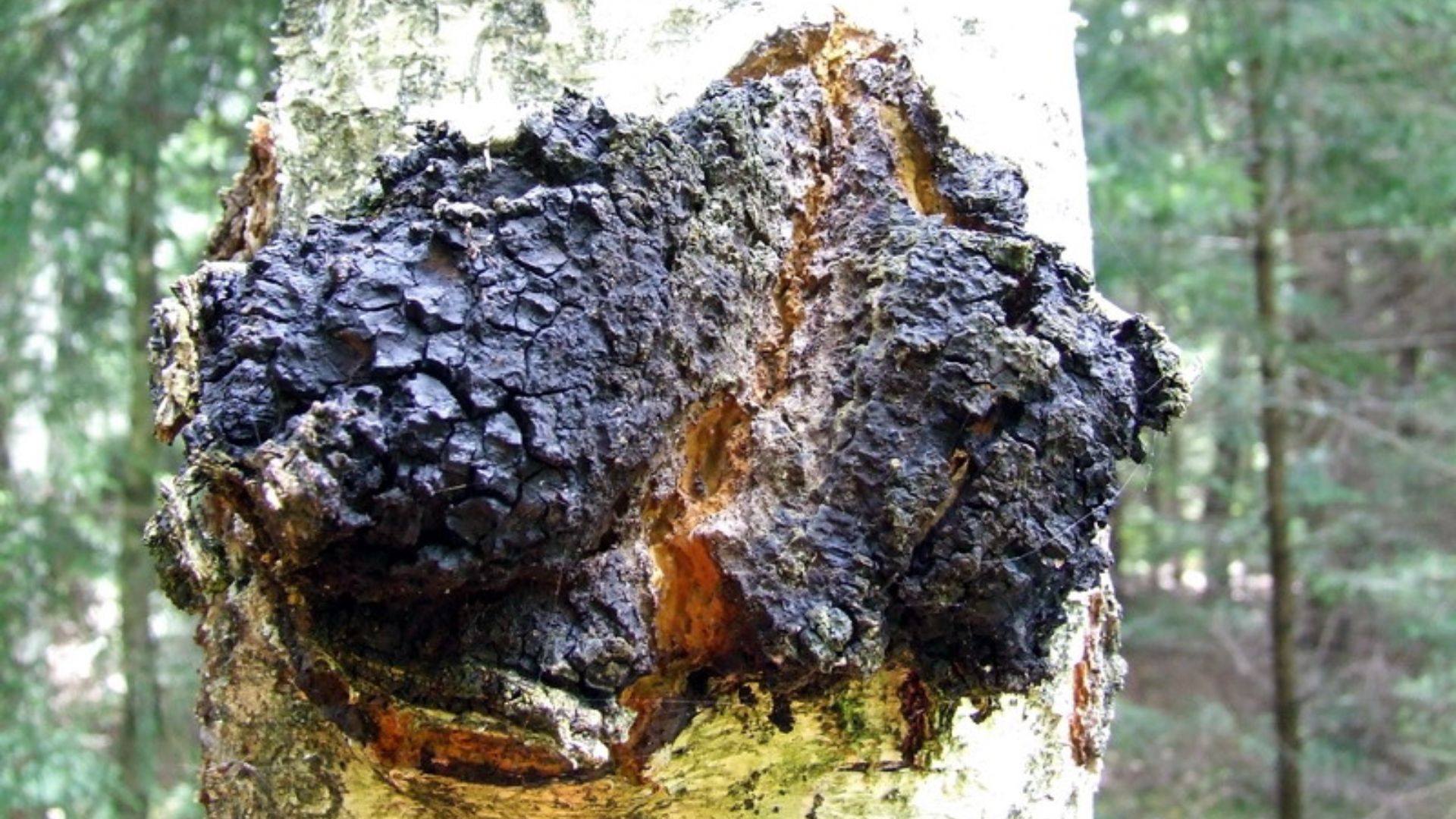 File:Inonotus obliquus.jpg