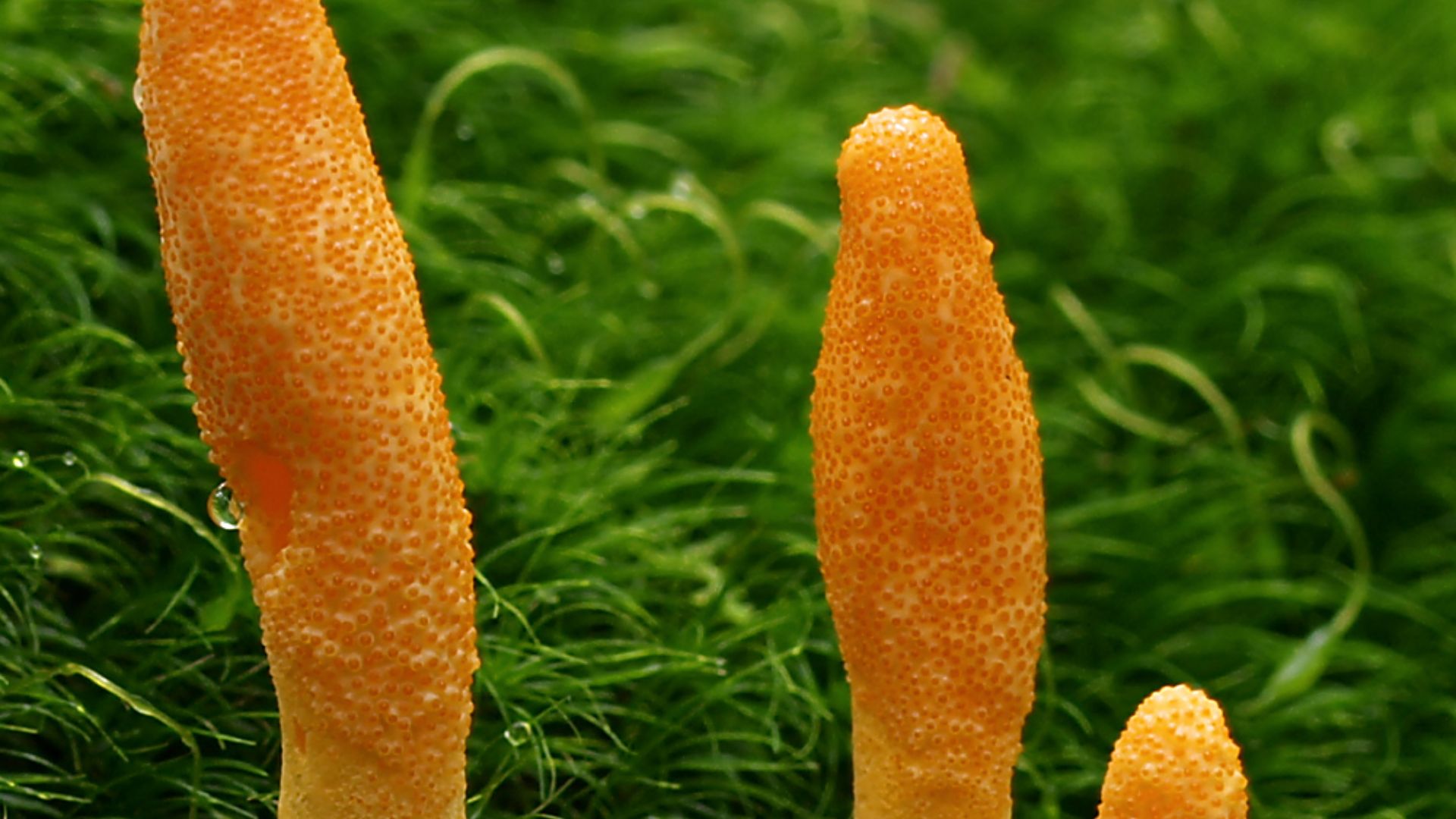 File:2010-08-06 Cordyceps militaris 1.jpg