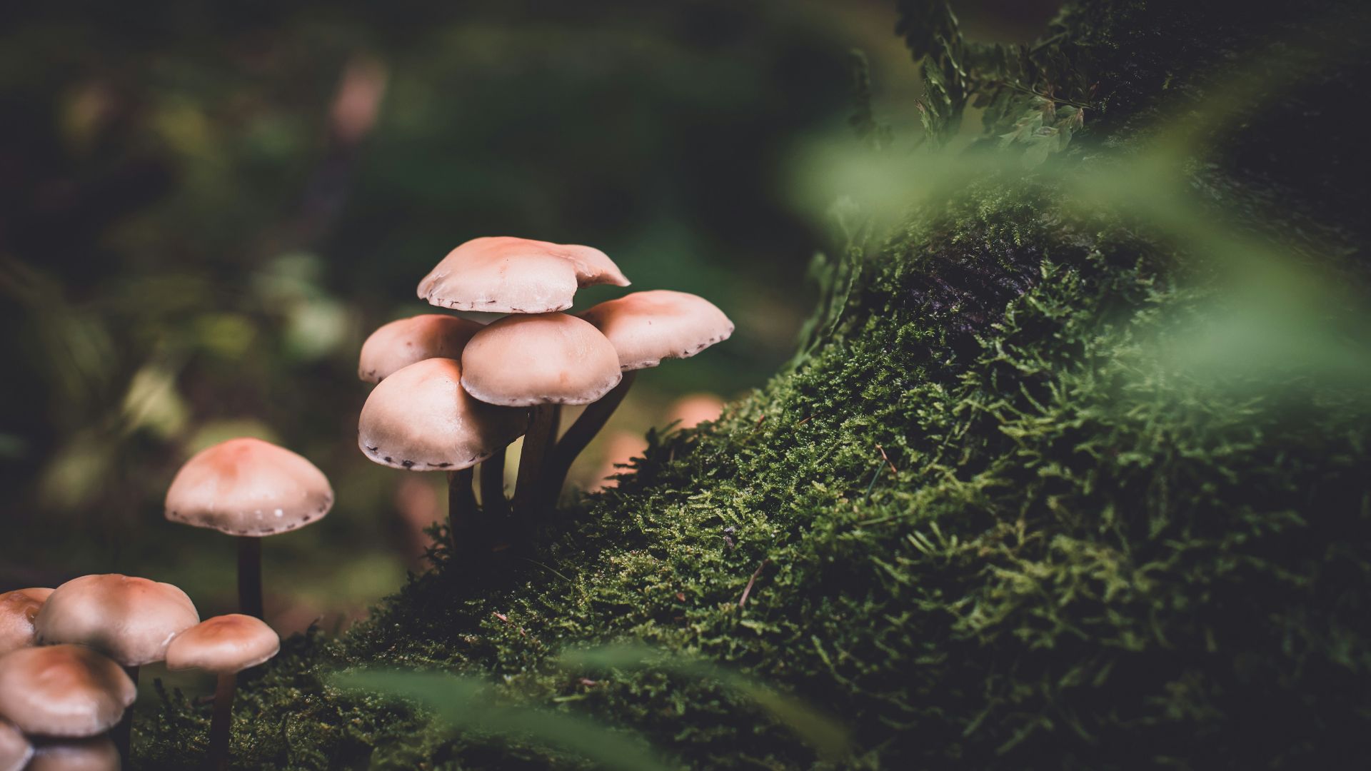 selective focus photography of pink mushrooms