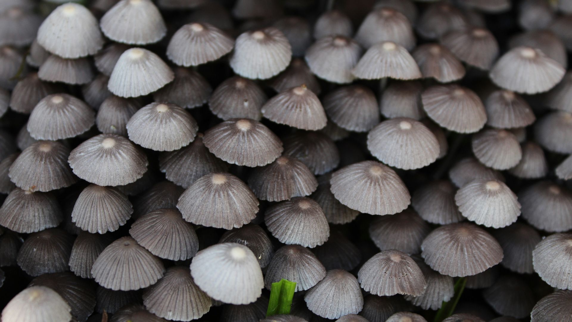 gray mushrooms