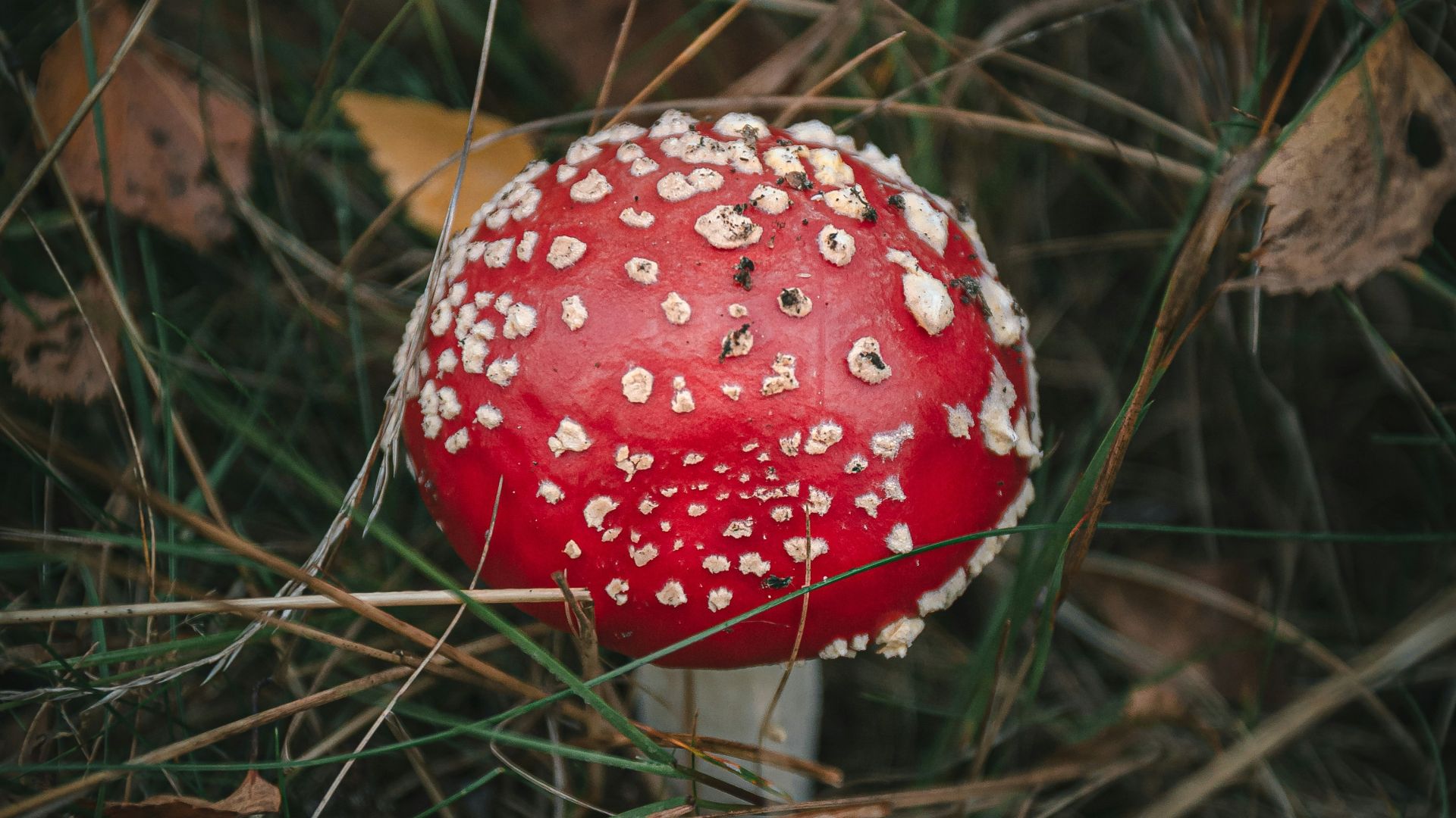 red and white mushroom on green grass