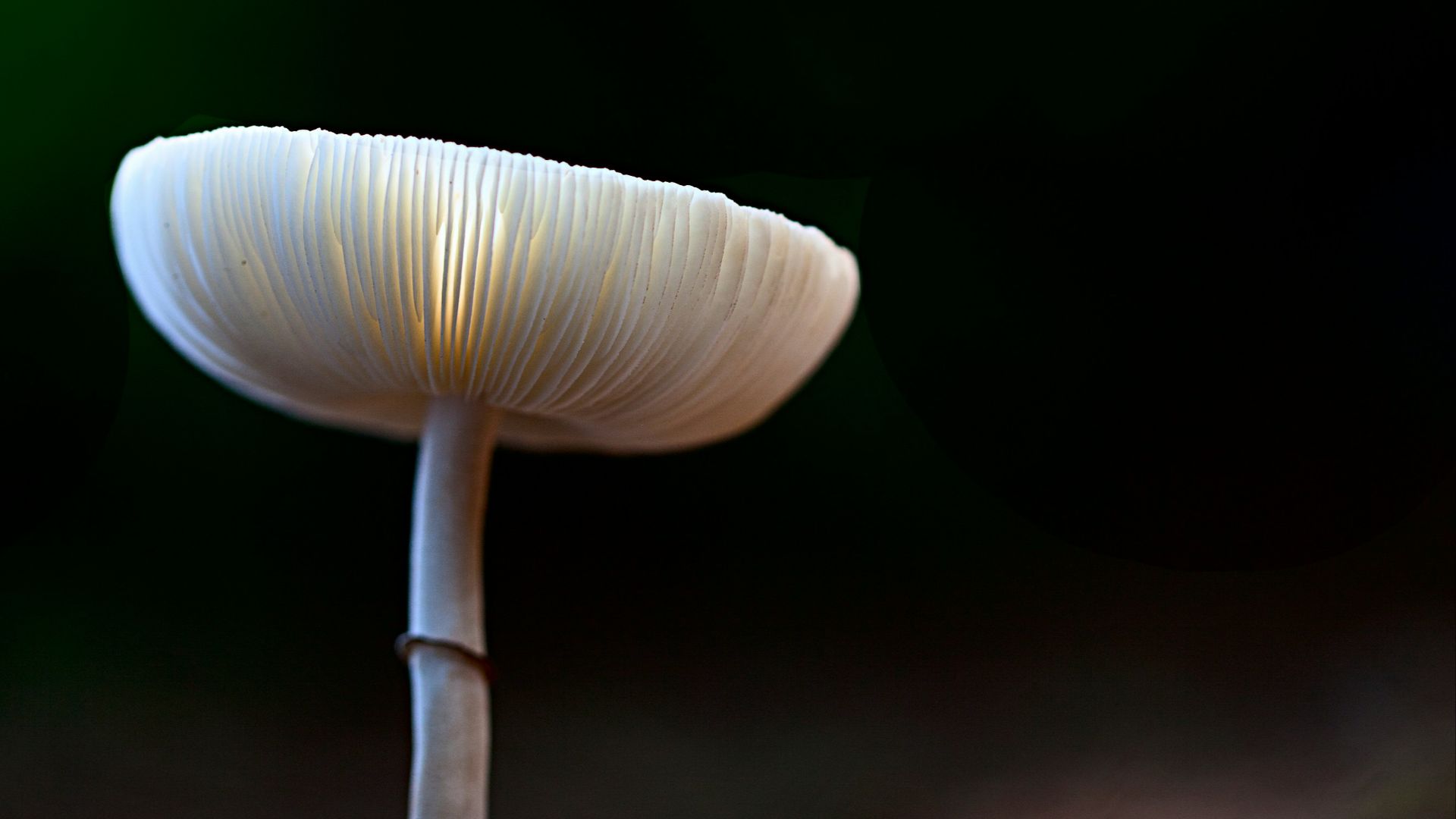 view of tiny white mushroom