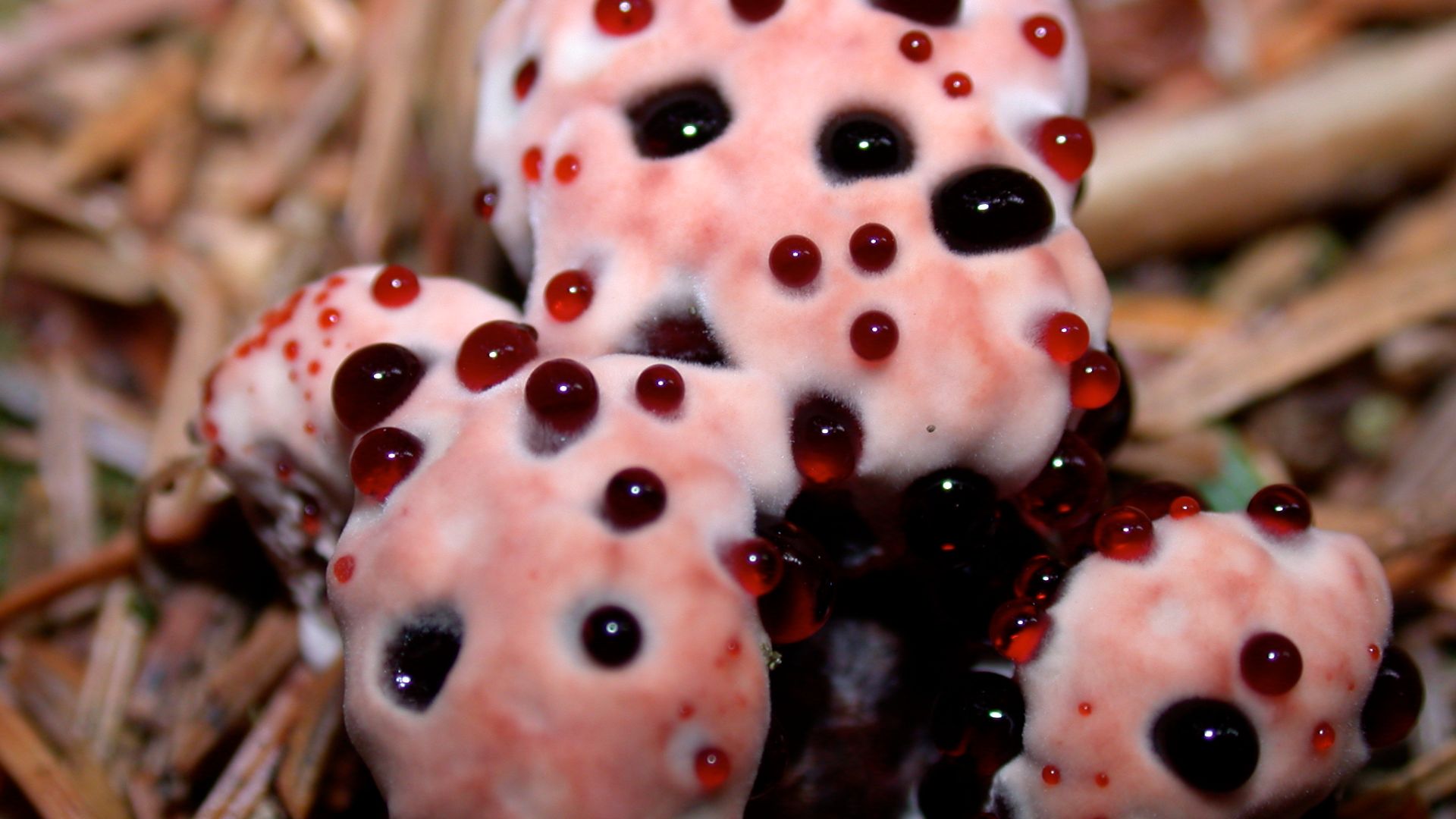 File:Hydnellum peckii.darvin.jpg