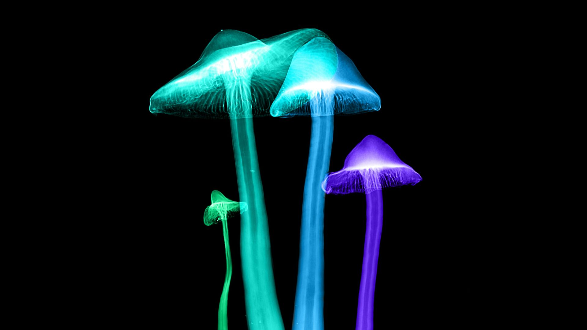 four assorted-color lights