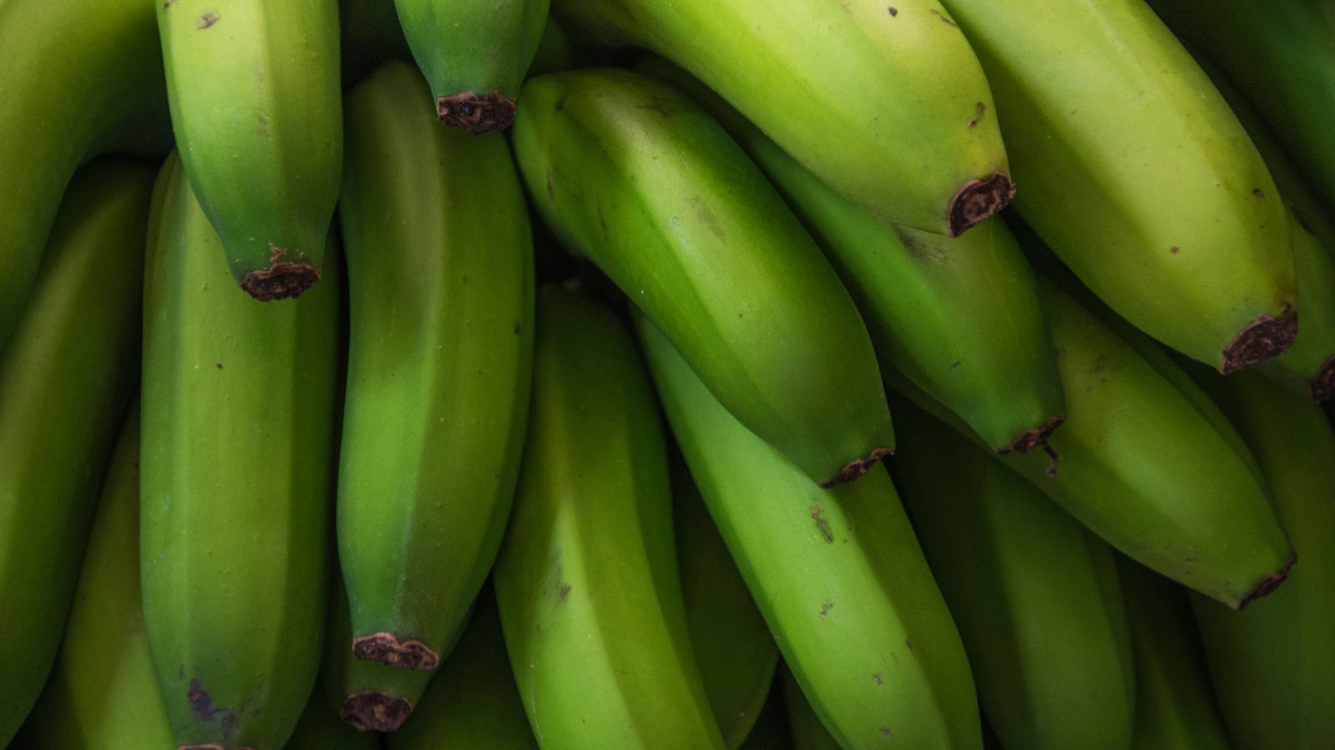 File:2019 Plantain (48608152563).jpg