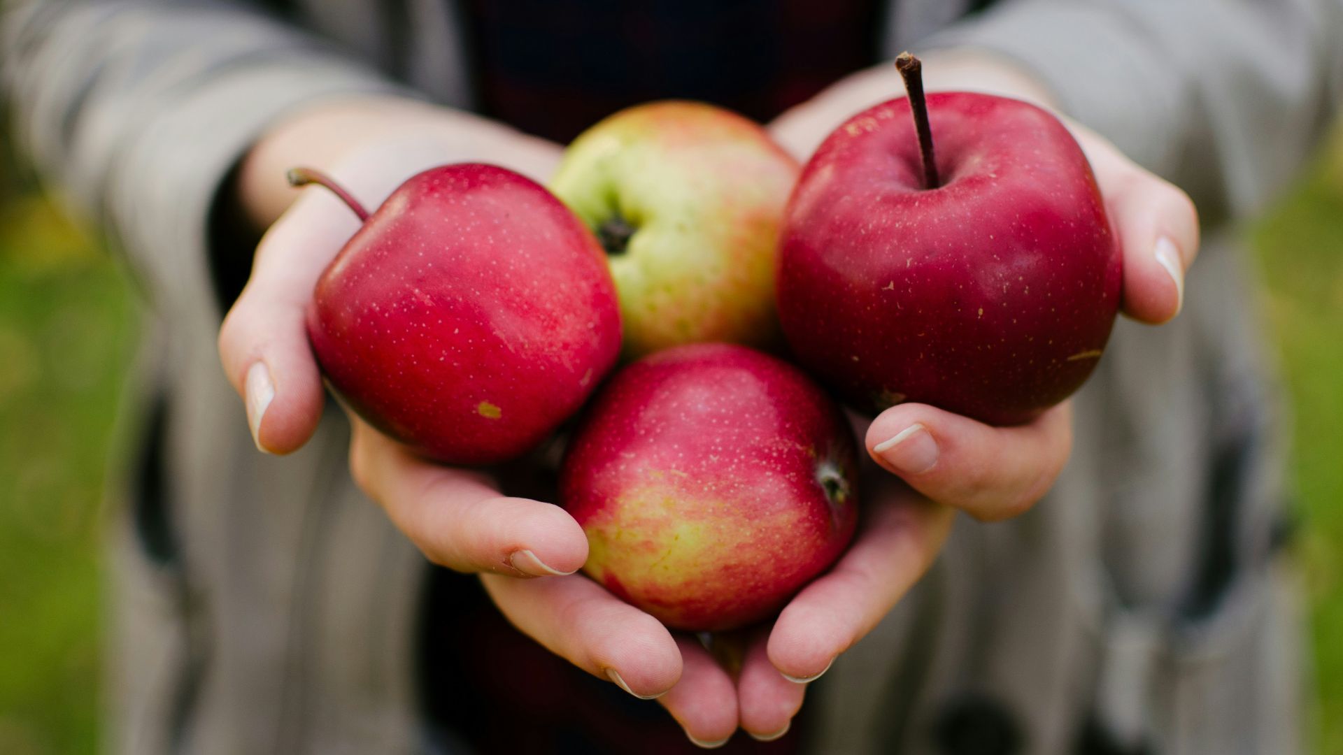 person holding four red apples