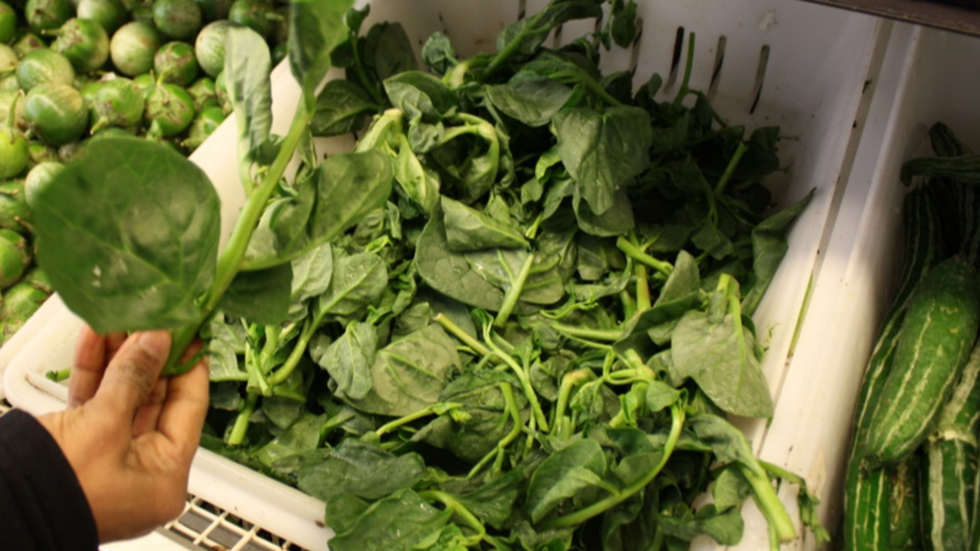 File:Malabar or Chinese Spinach (5194455606).jpg
