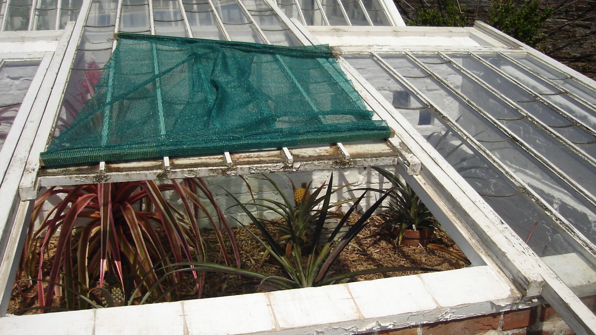 File:The Lost Gardens of Heligan Pineapple.JPG