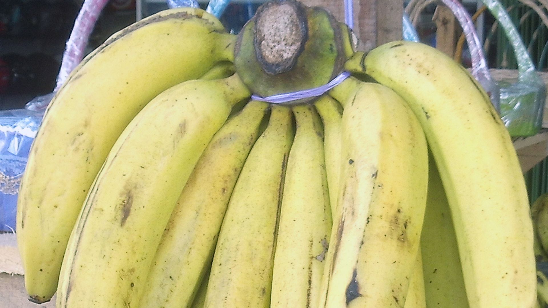 File:Pisang Ambon (Gros Michel) at a fruit shop in Simpang III Sipin - Jambi City, JA.jpg