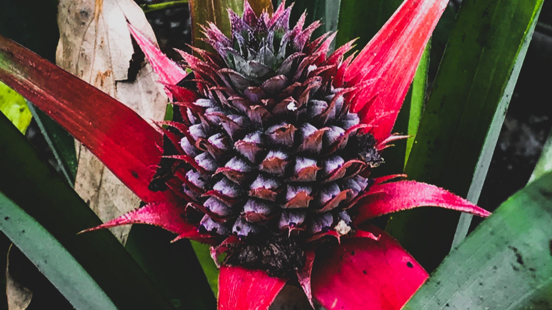 File:Ananas bracteatus, also known as Red Pineapples.jpg