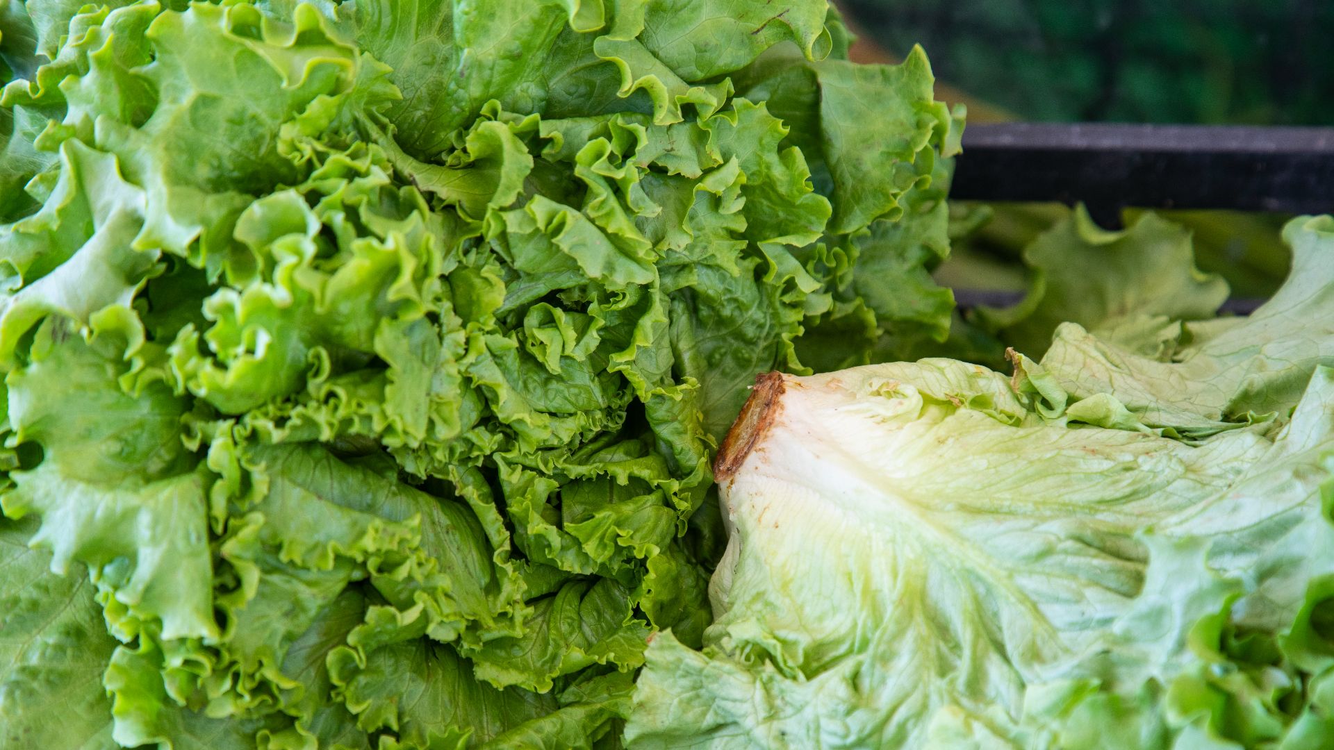 green lettuce on black metal grill