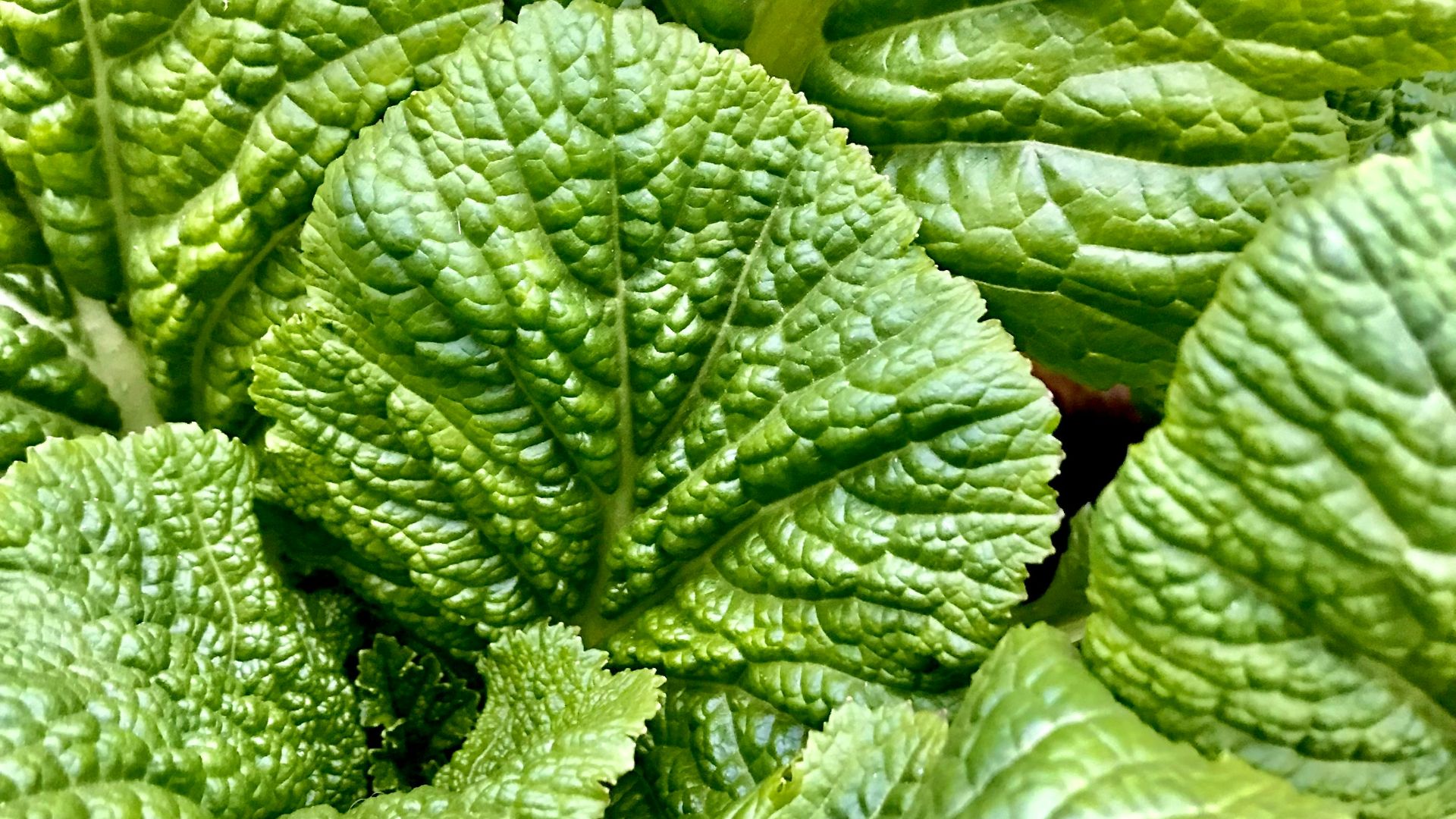 a close up of a green leafy plant