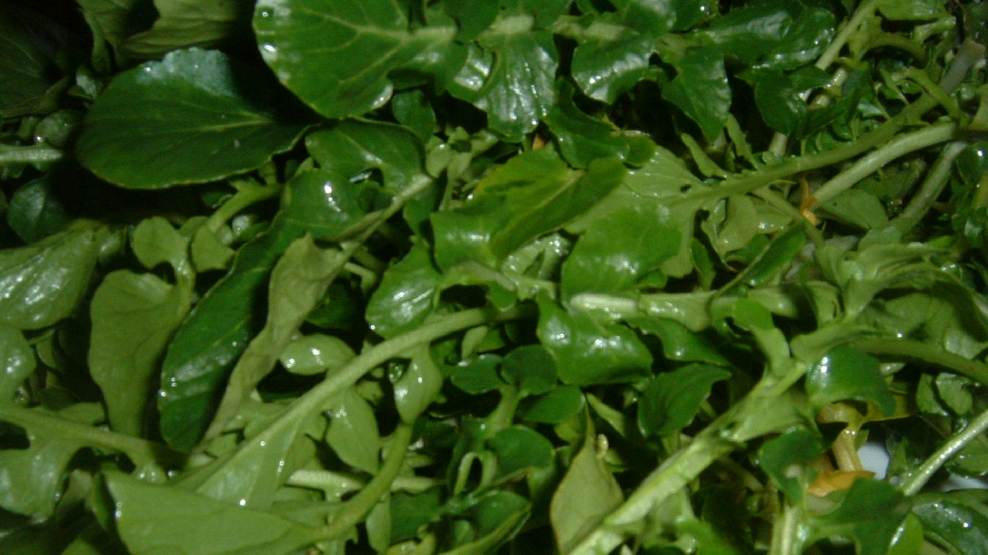 File:Watercress (2).JPG