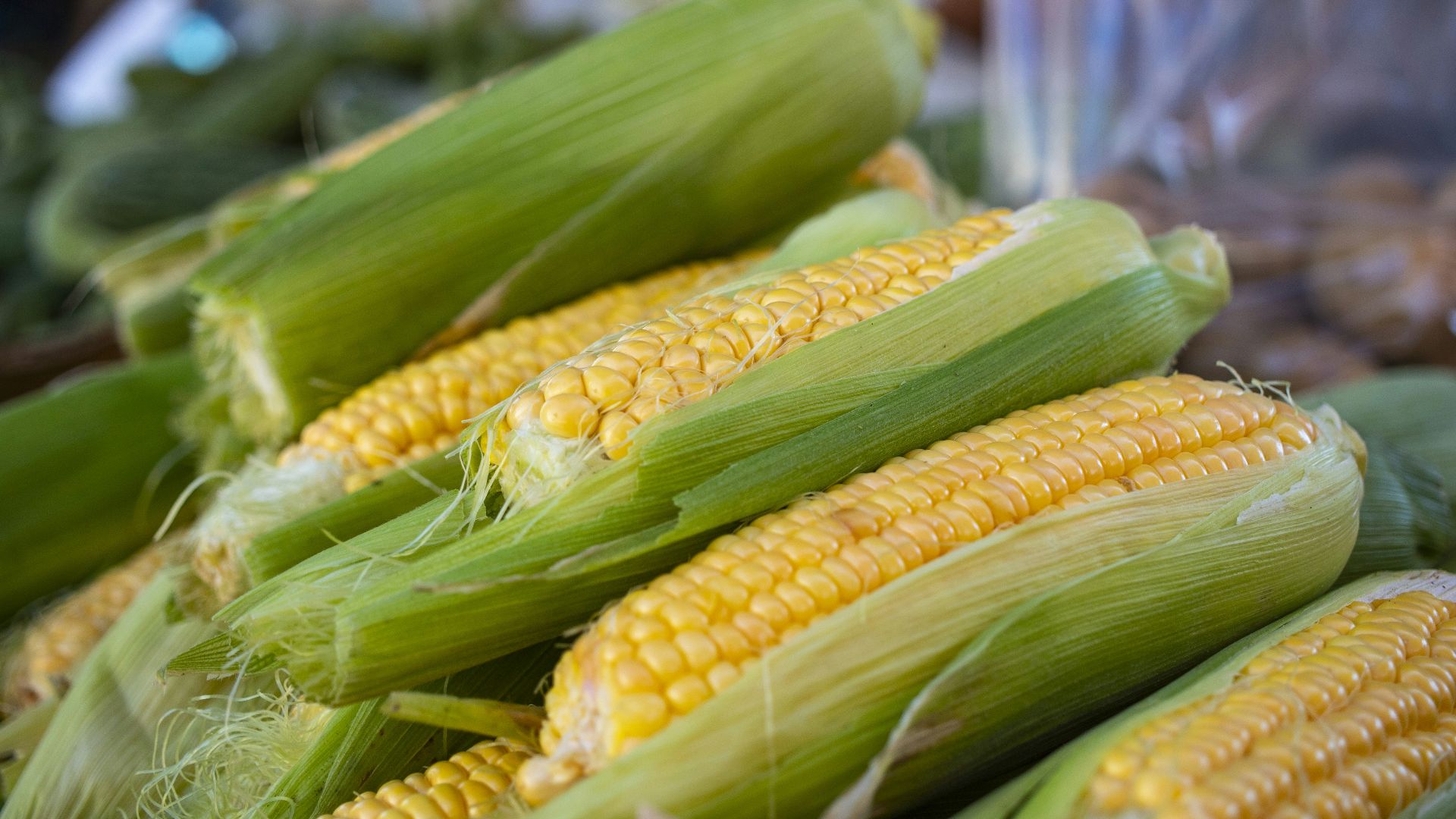 yellow corn lot