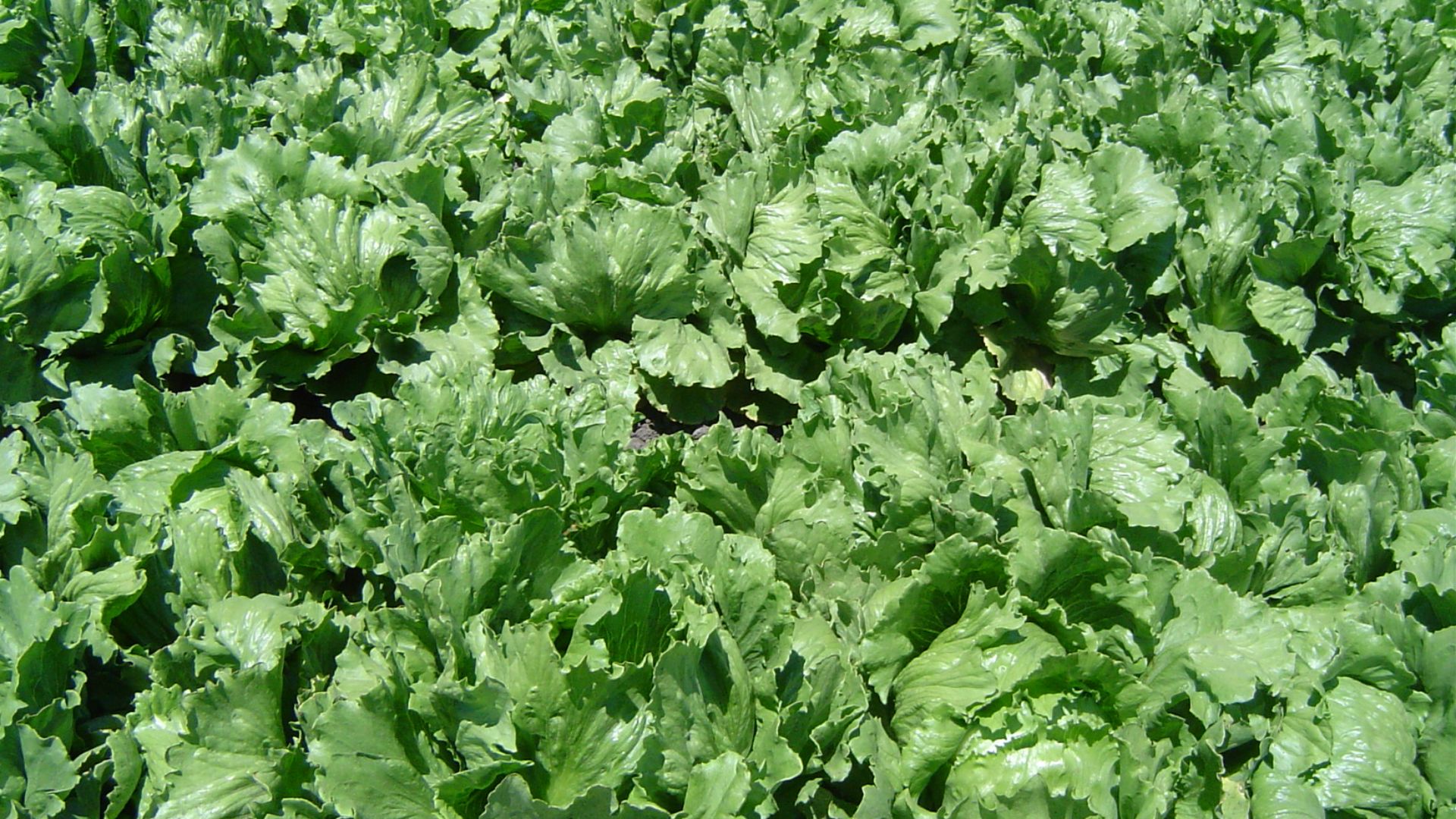 File:Iceberg lettuce in SB.jpg