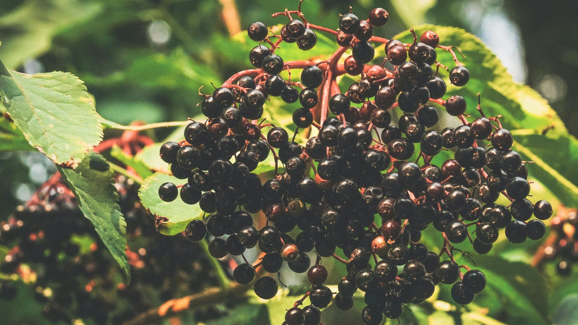 Susanne Jutzeler, suju-foto