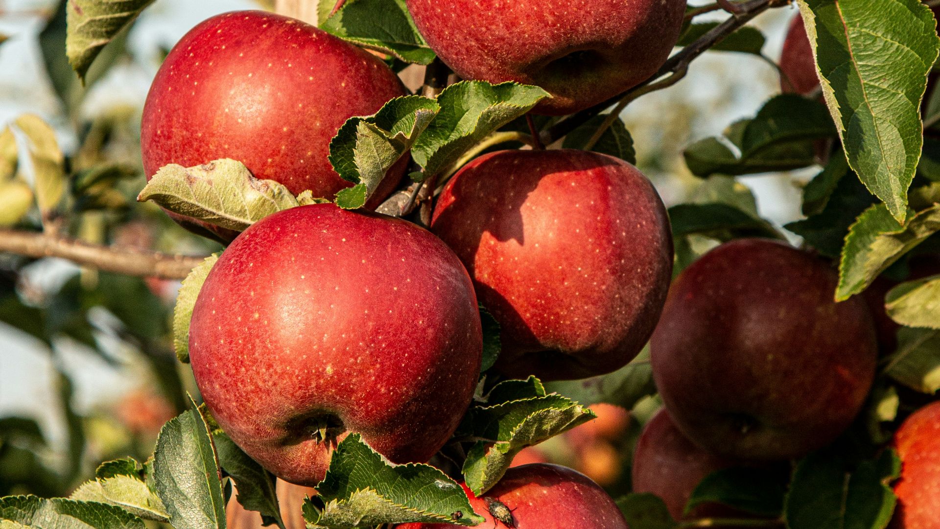 red apple fruit photograph