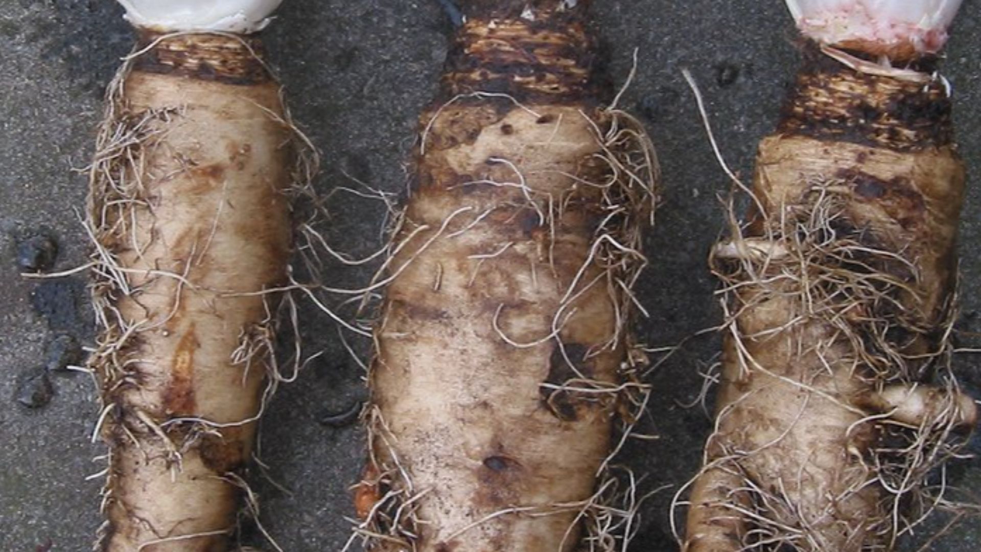 File:Witlof en wortel.jpg