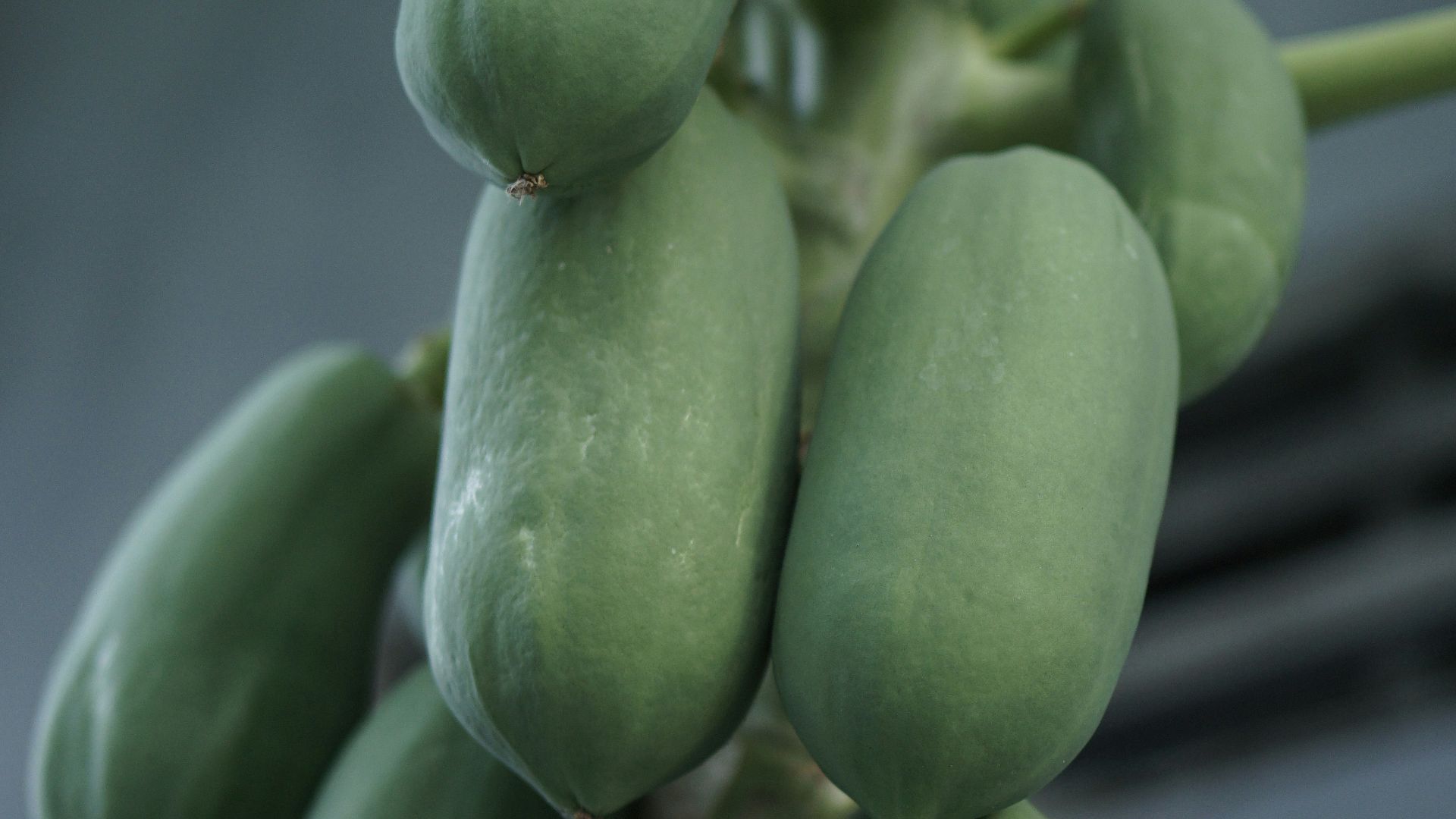 a bunch of green fruit hanging from a tree