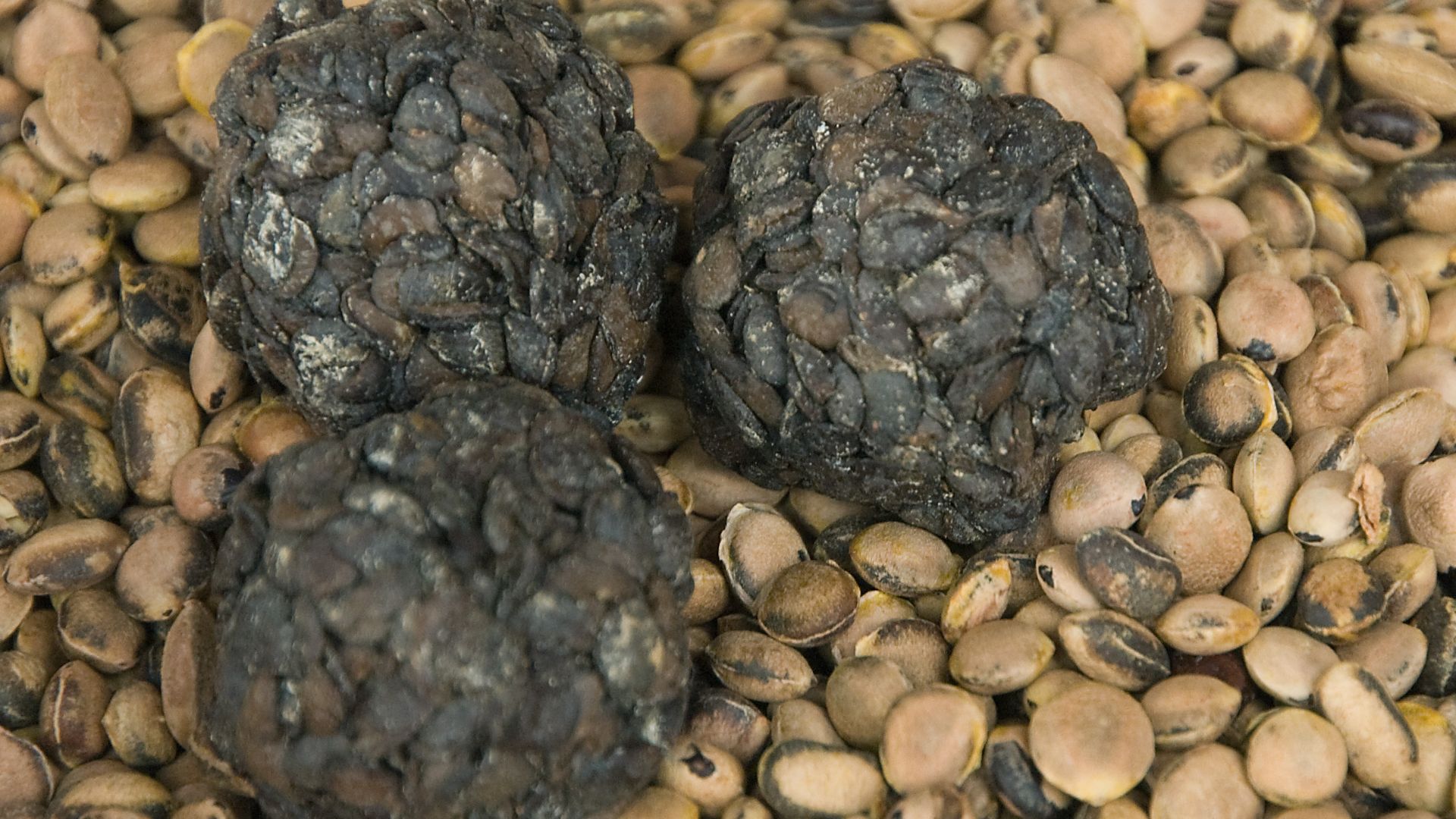 File:Sumbala balls and the African locust bean seeds they are prepared from (Kera (Dédougou District), Burkina Faso, June 2014).jpg