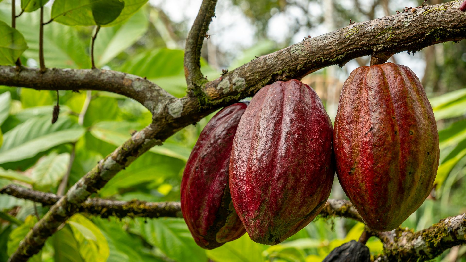 Cocoa pods hanging from a tree branch.