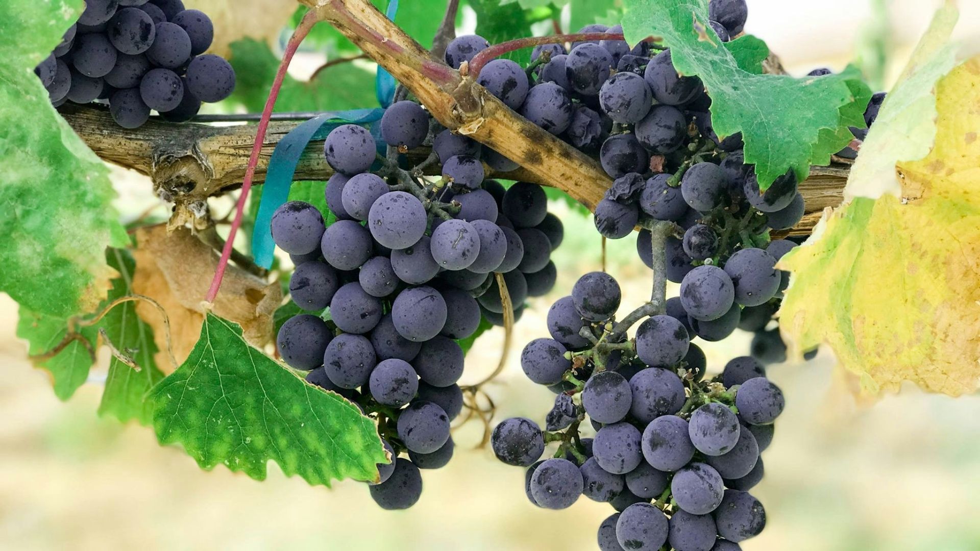 blueberry and green leafed plant