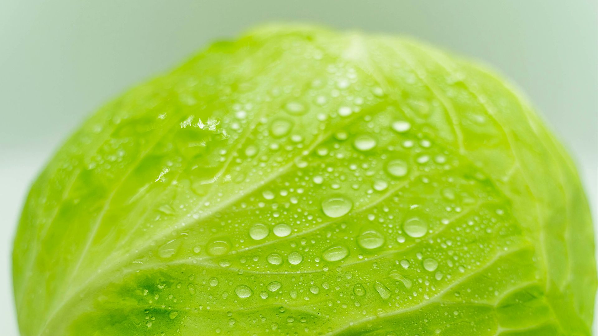 green leaf vegetable on white surface